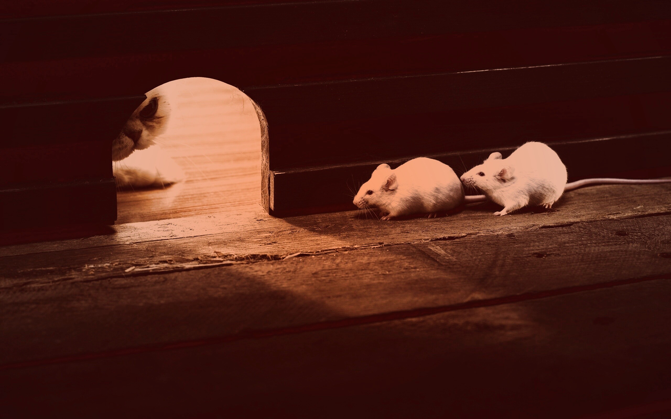 Кошки - мышки обои