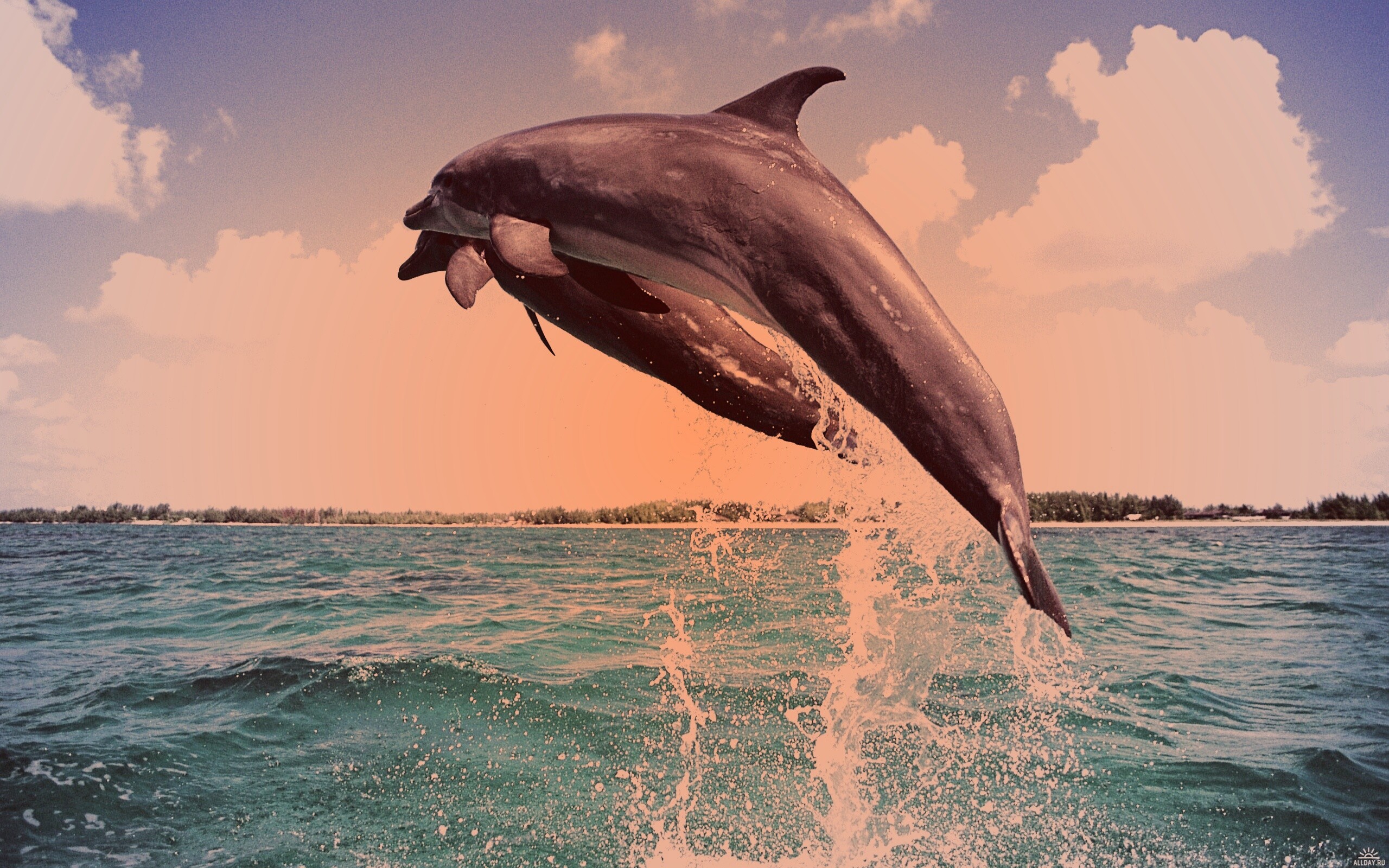 Дельфины обои
