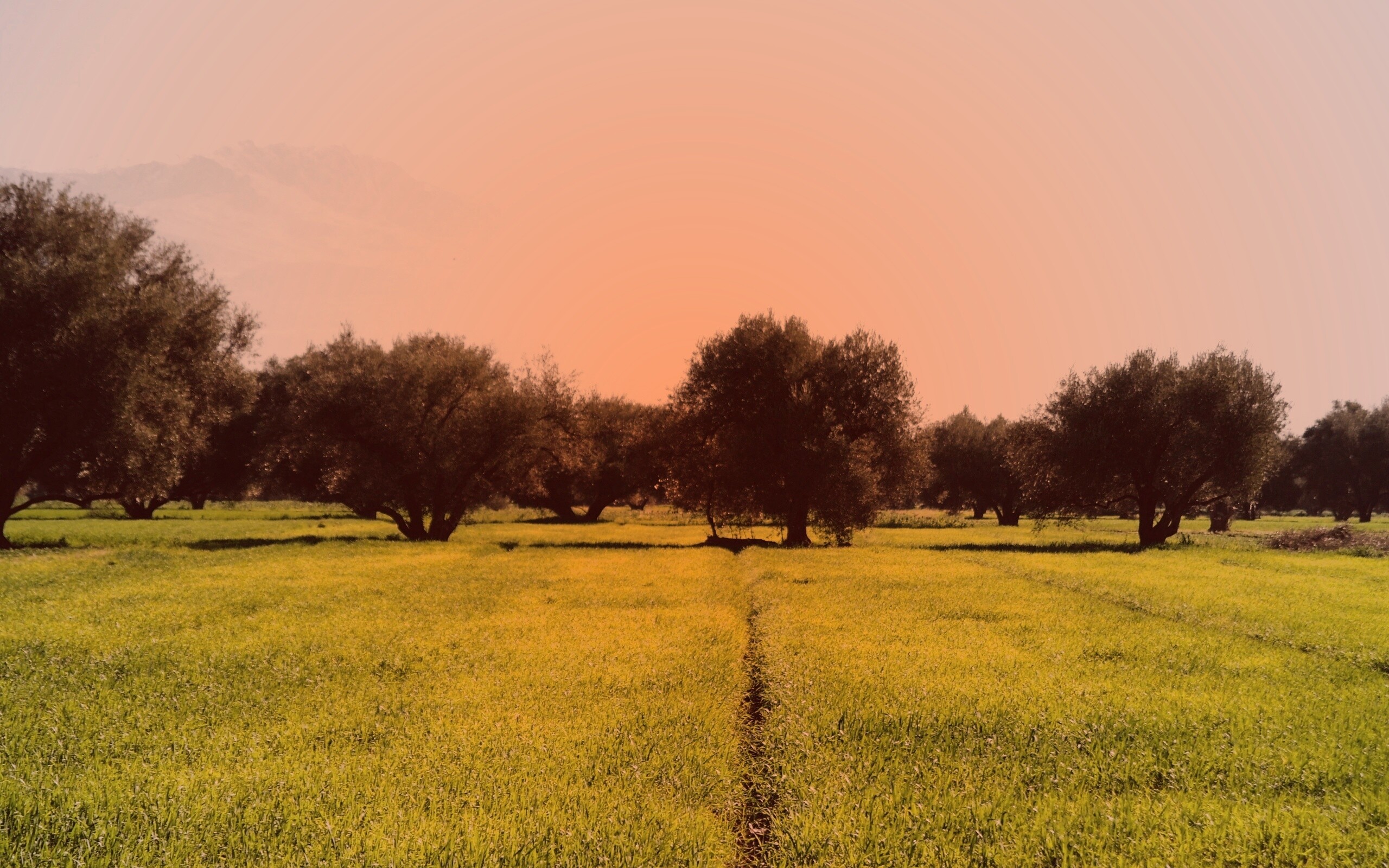 Зеленое поле обои