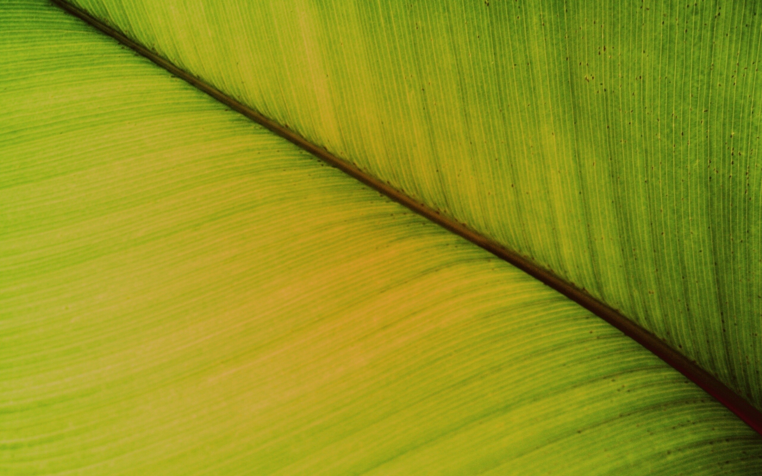 Зеленый лист обои