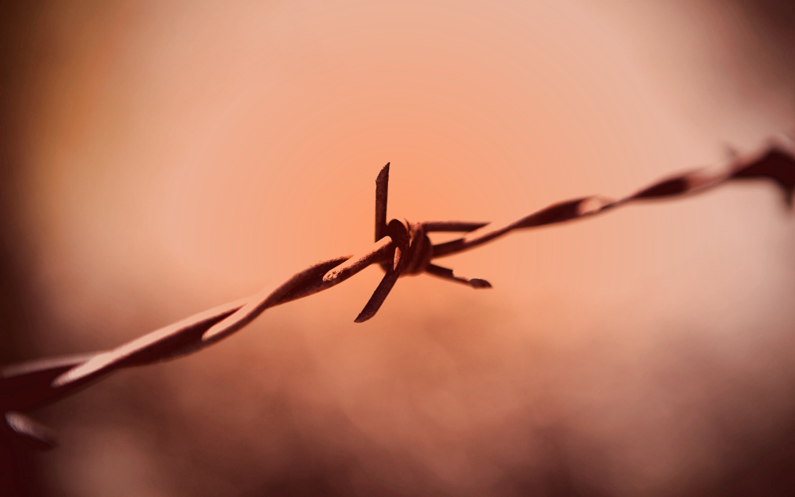 Фото колючей проволоки обои