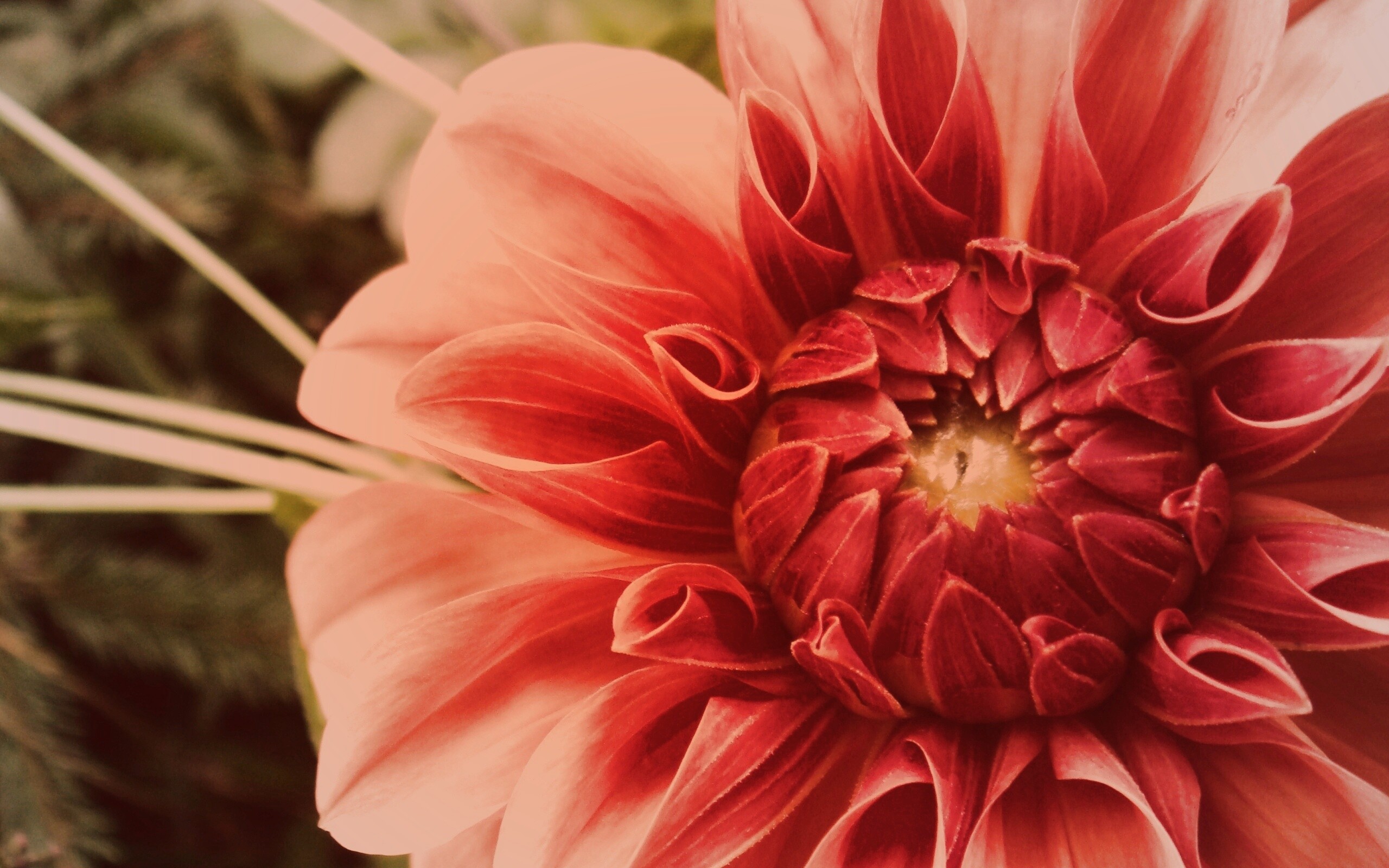 Аленький цветочек обои