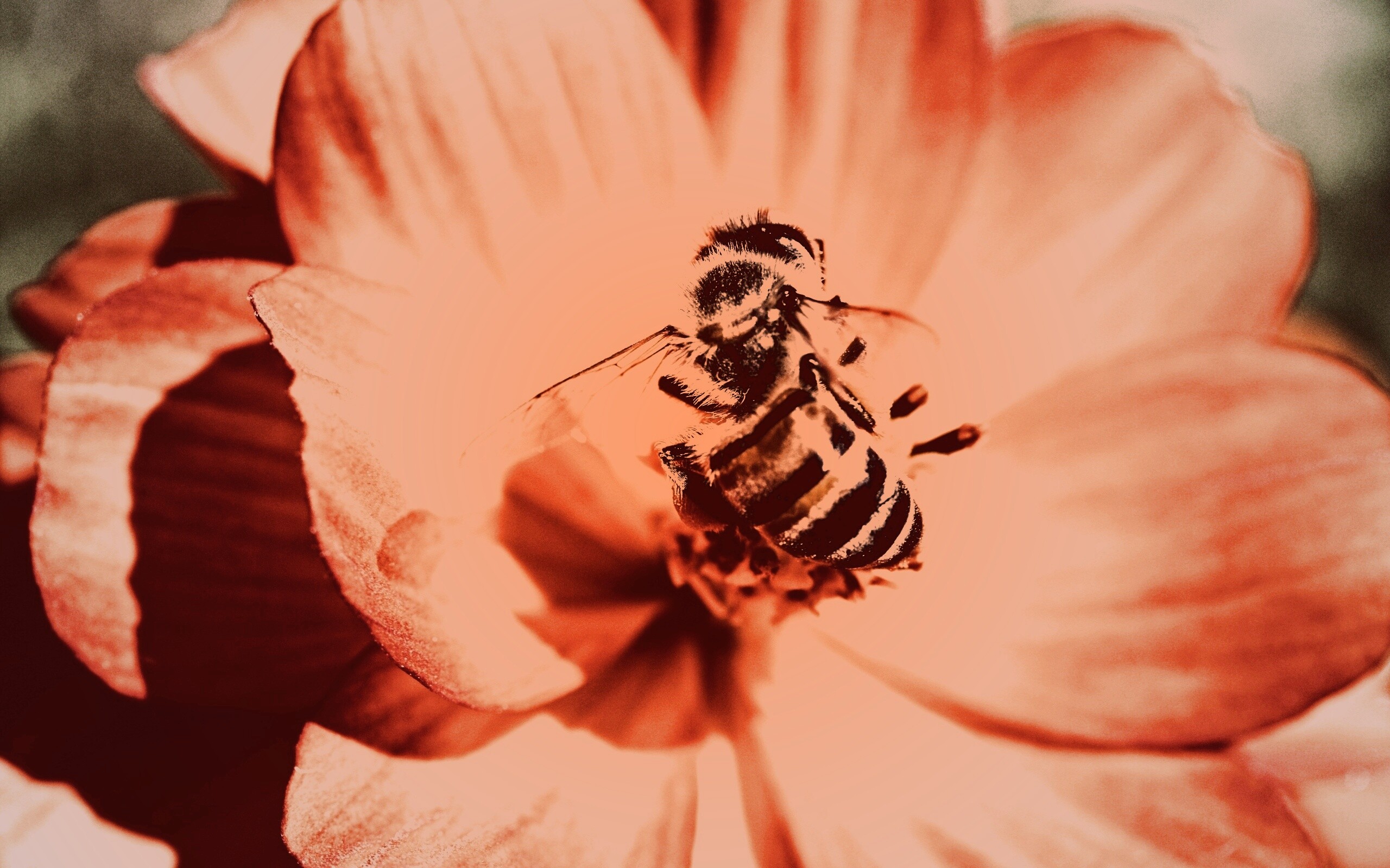 Пчела на цветке обои