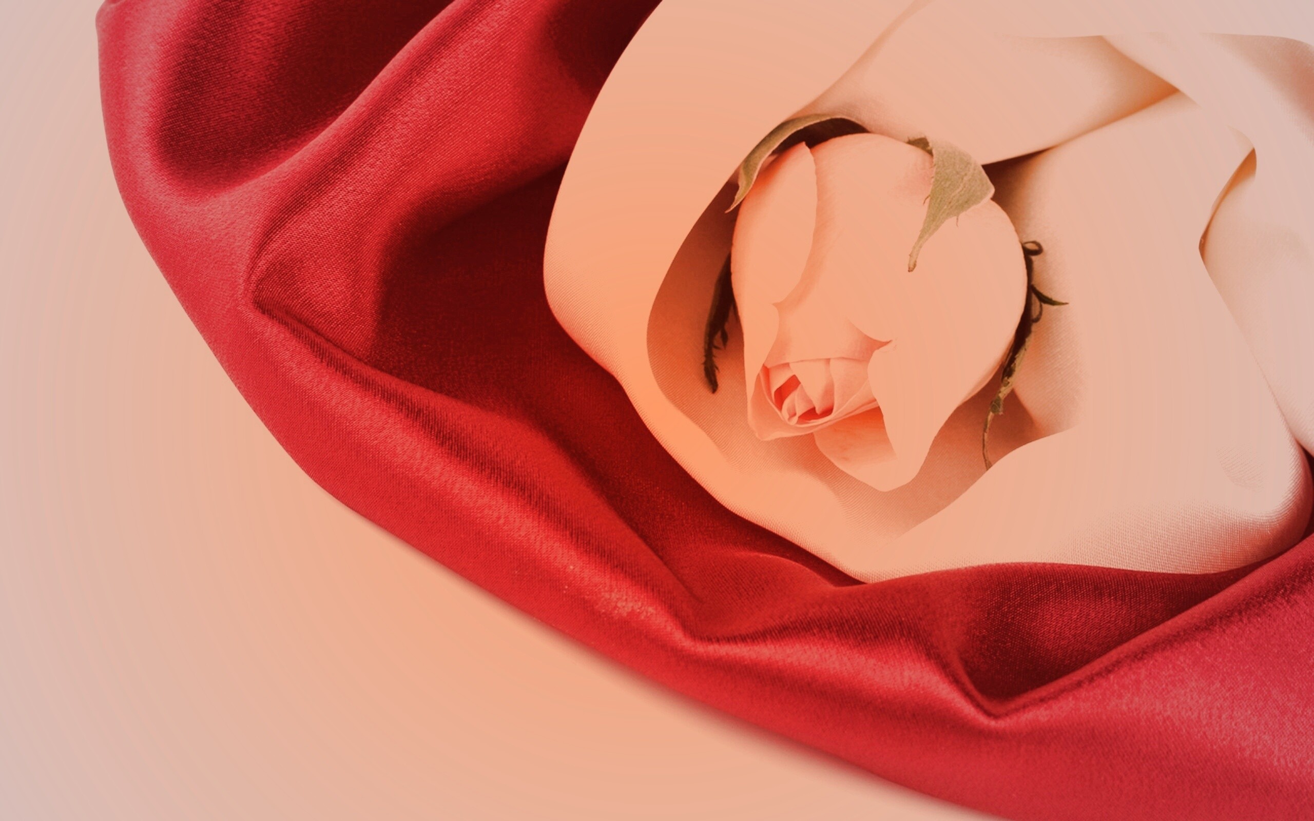 Нераспустившийся цветок розы в шелке обои