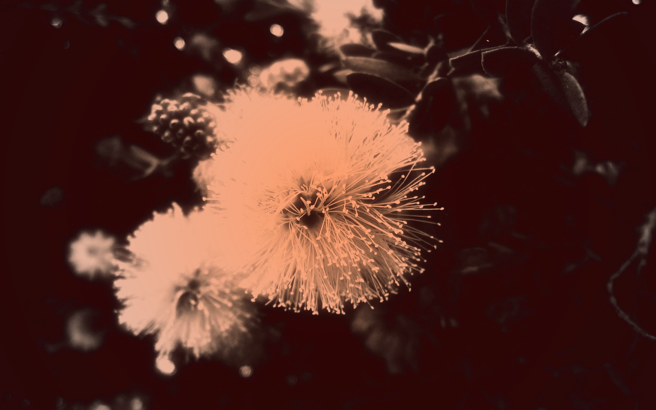 Сказочный цветок обои