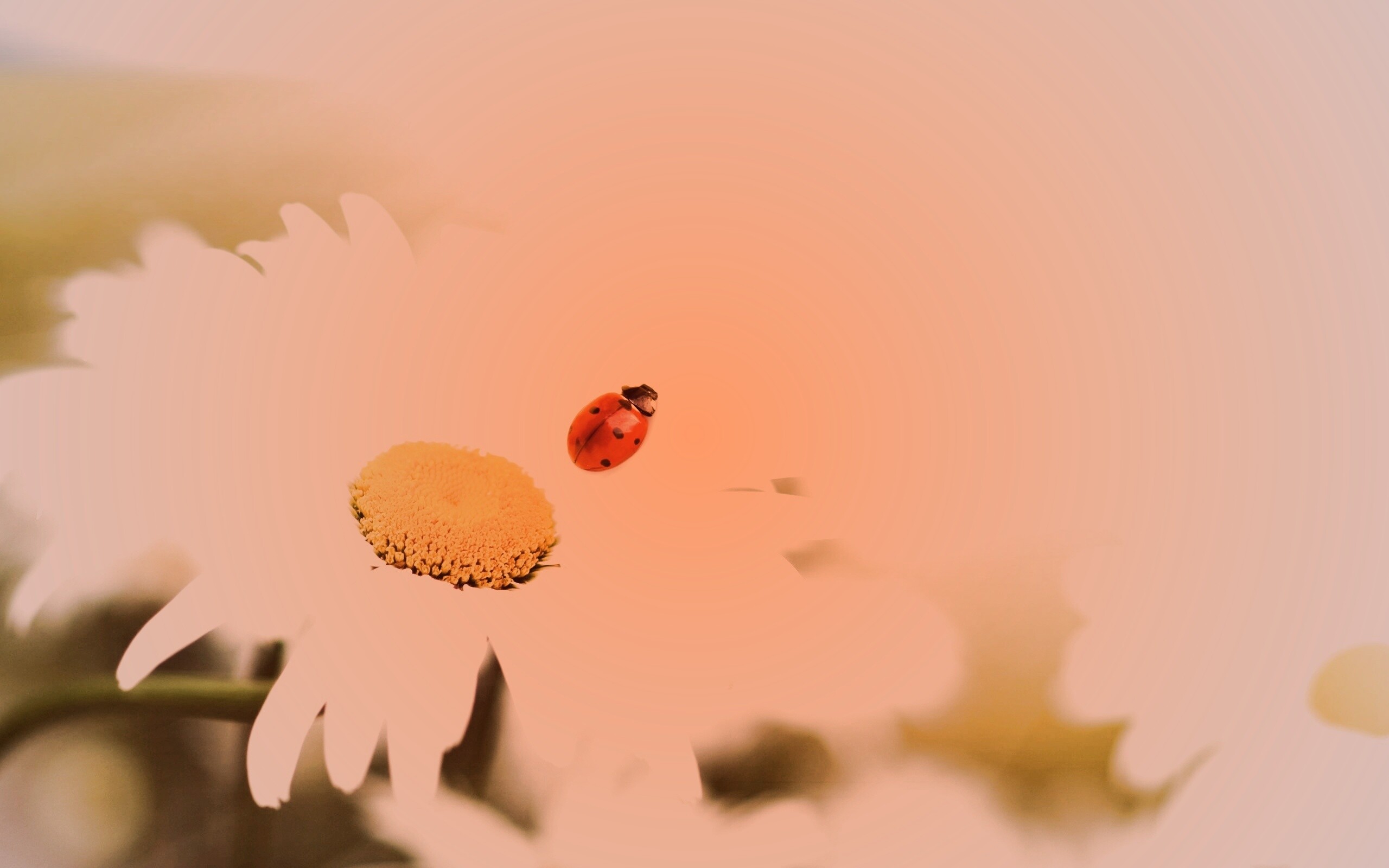 Божья коровка обои
