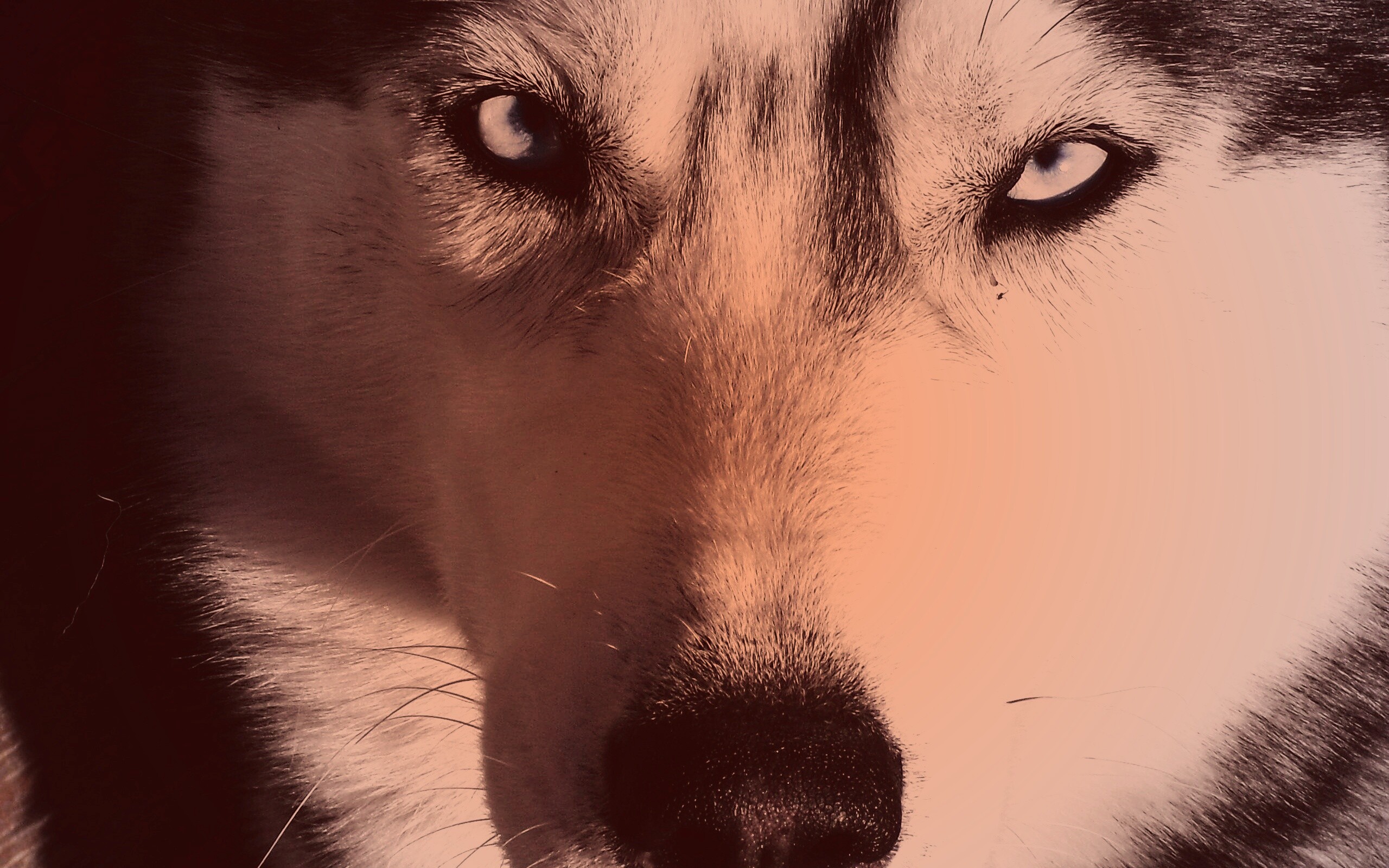 Собака с голубыми глазами обои