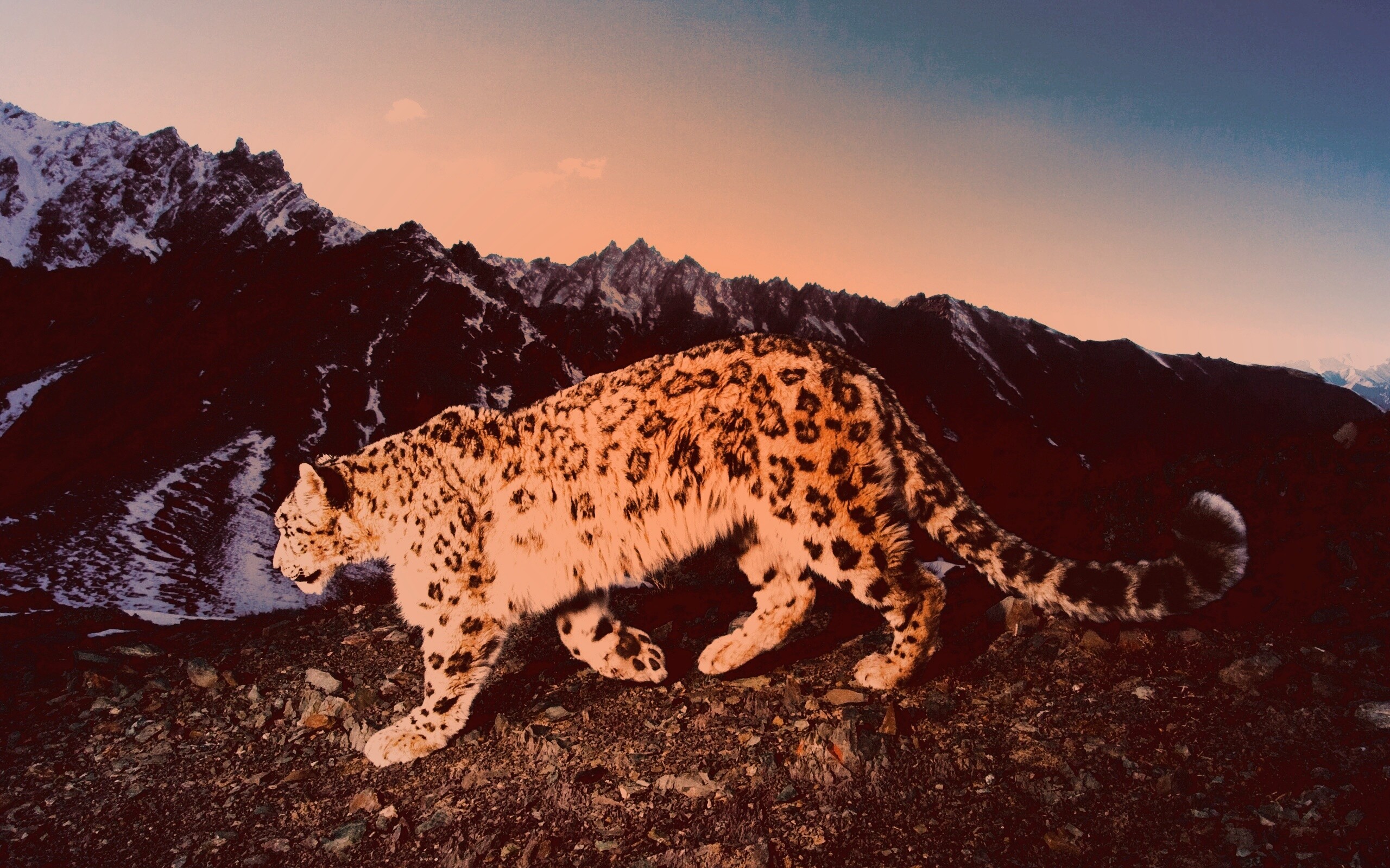 Леопард обои