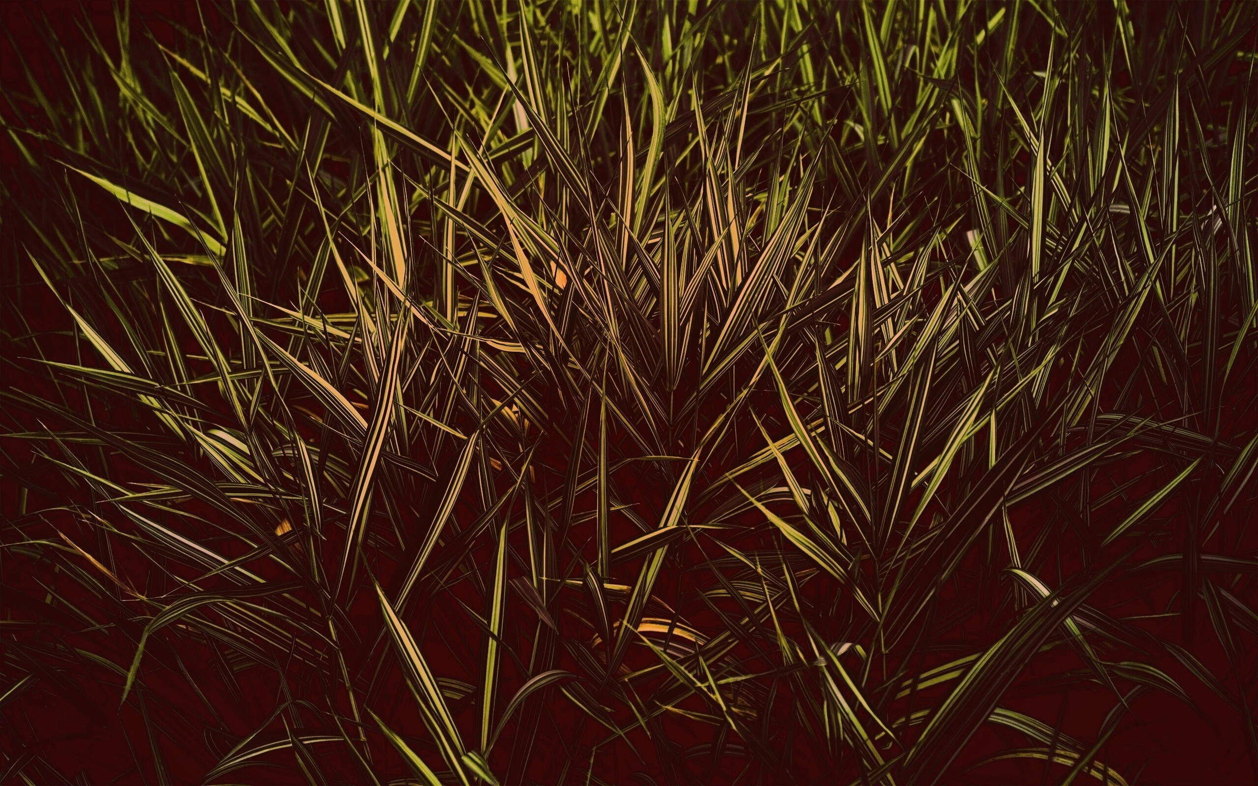 Дикая трава обои