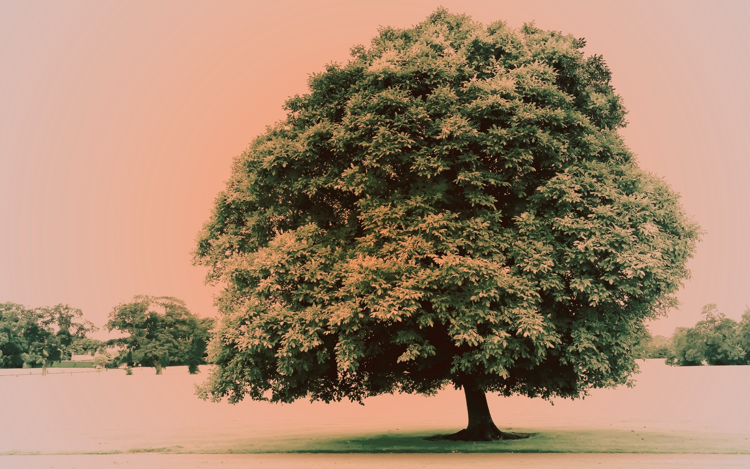 Зеленое ирландское дерево обои