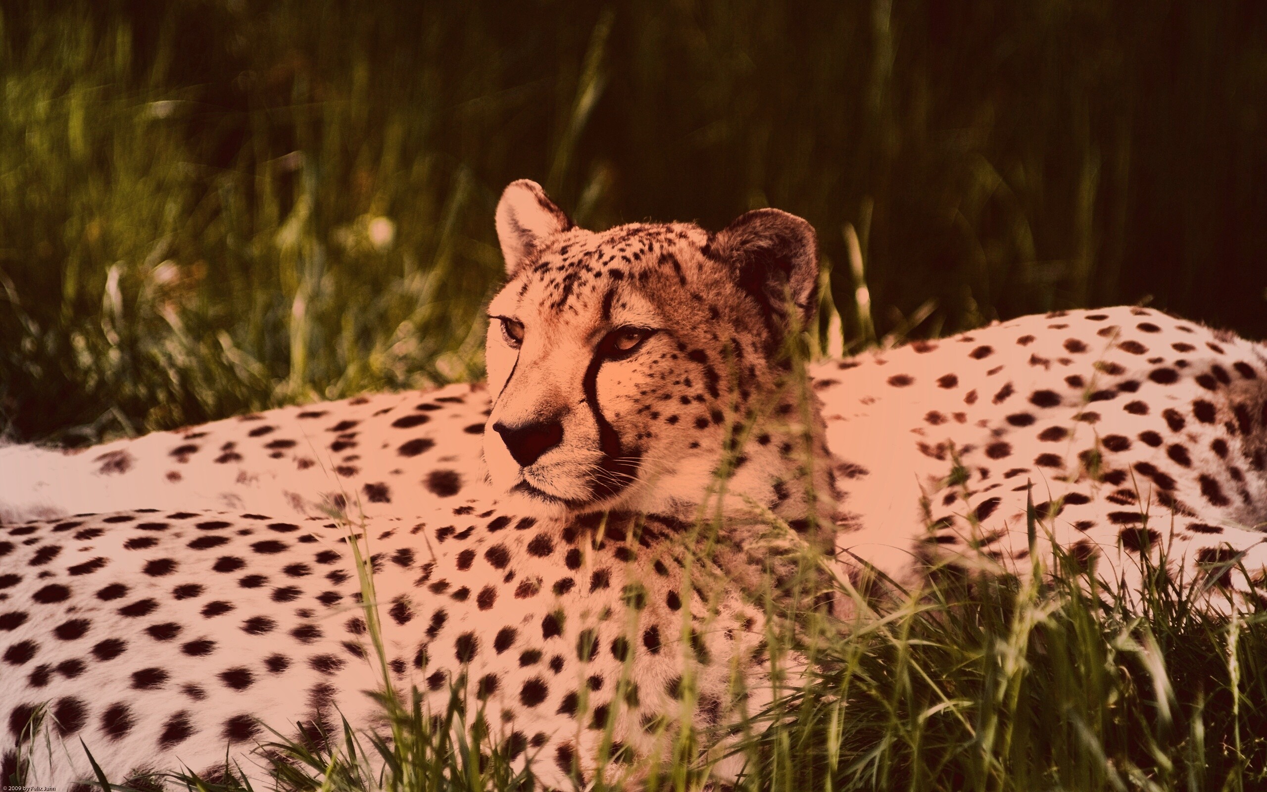 Два изящных гепард в природе обои