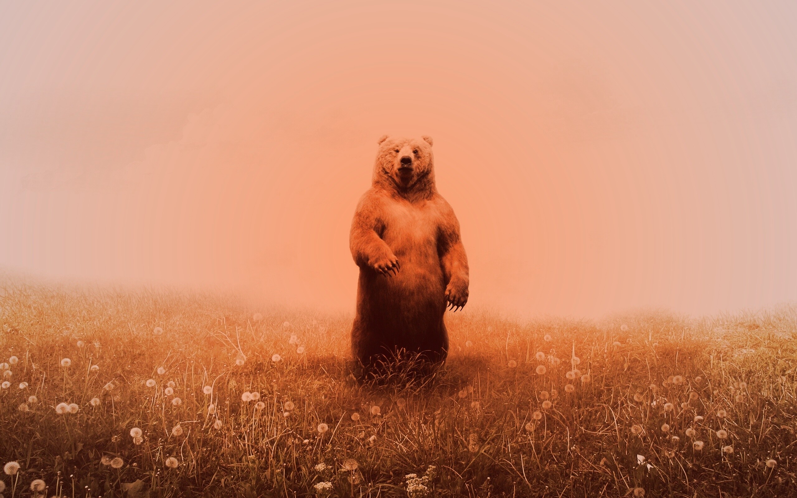 Медведь в одуванчиковом поле обои