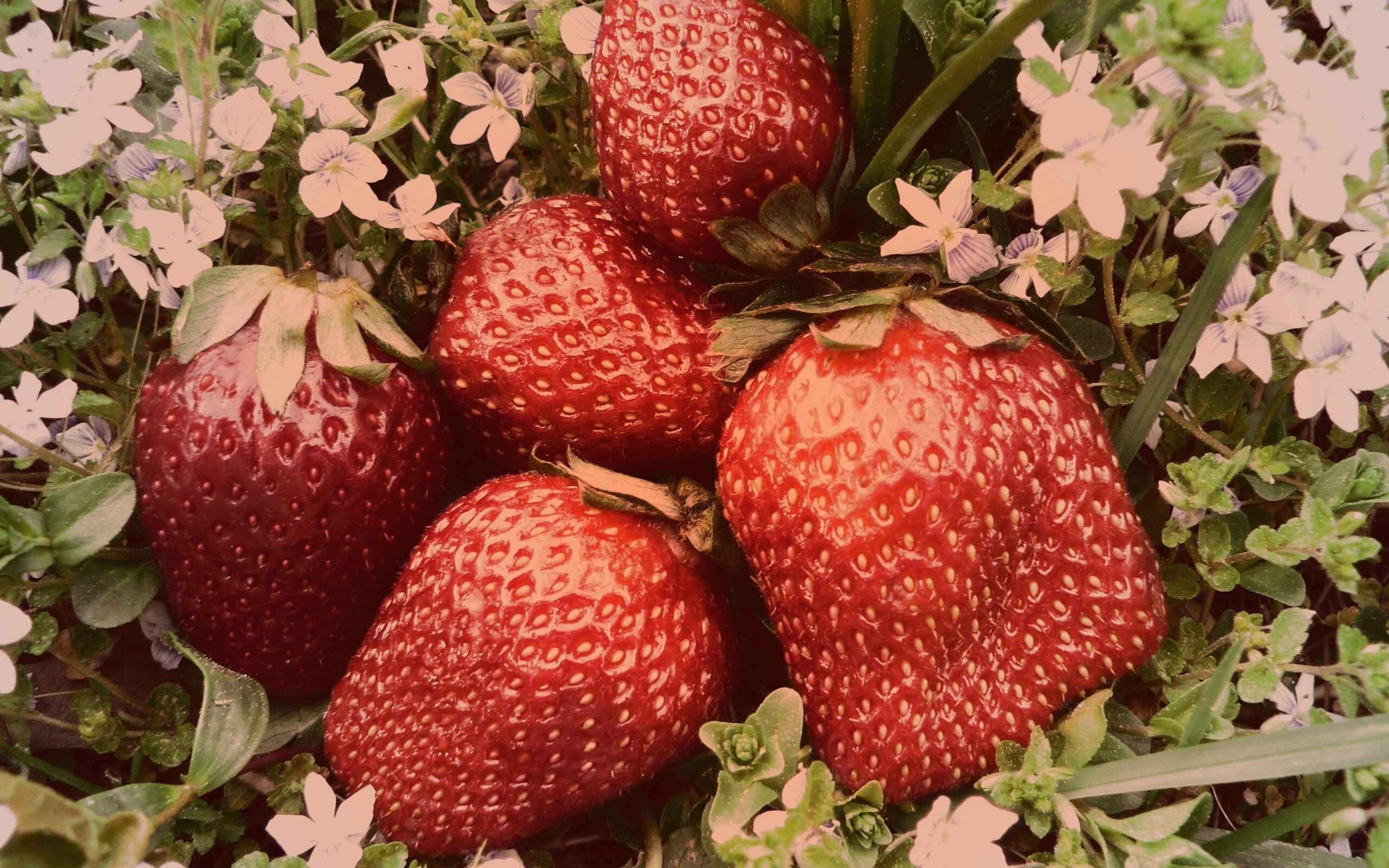 Клубника обои