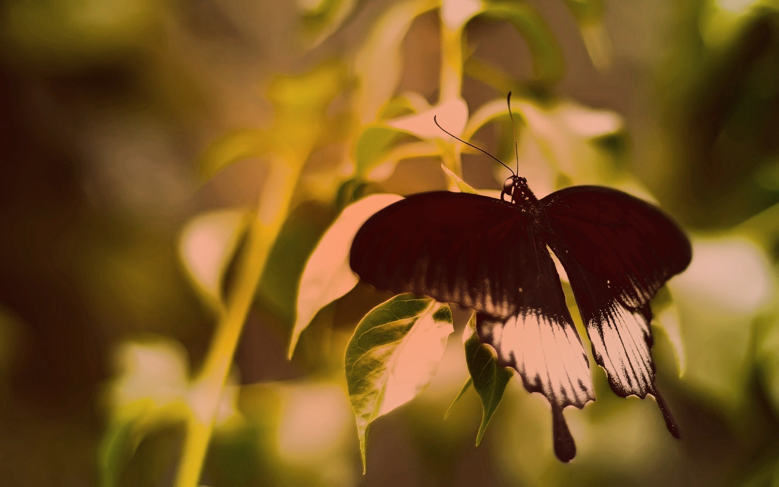 Бабочка с чёрно-белыми крыльями обои