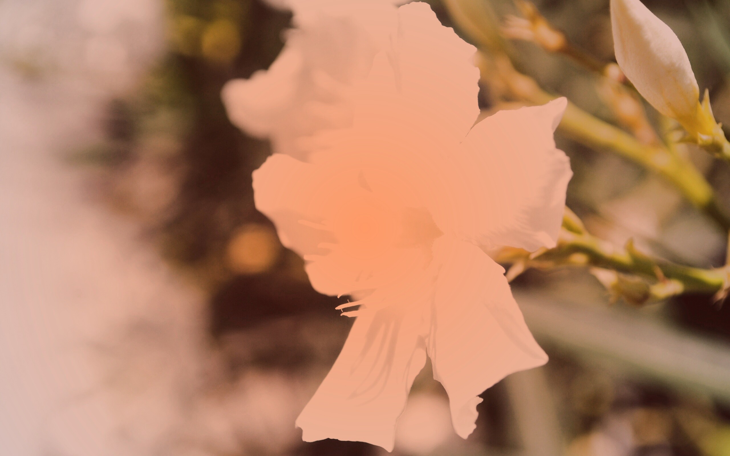 Эухарис, амазонская лилия обои