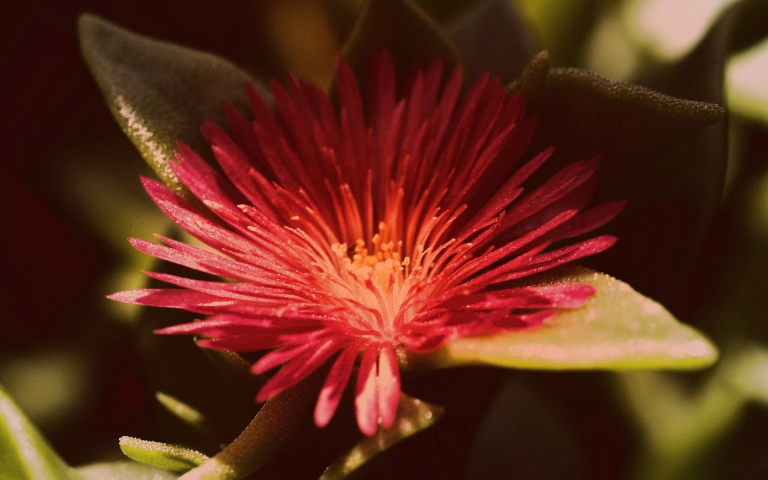 Чудесный цветок обои