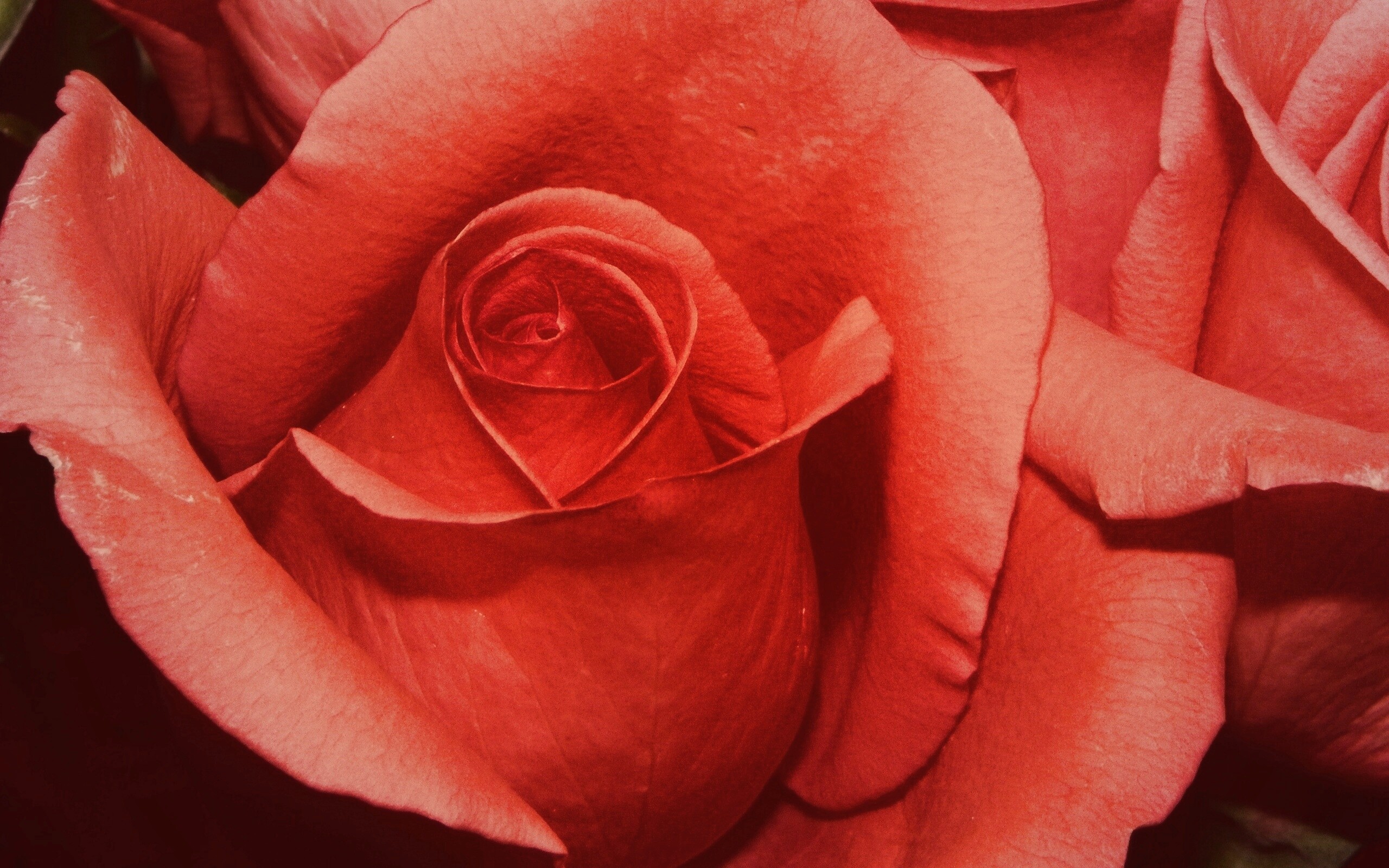 Бутон розы обои