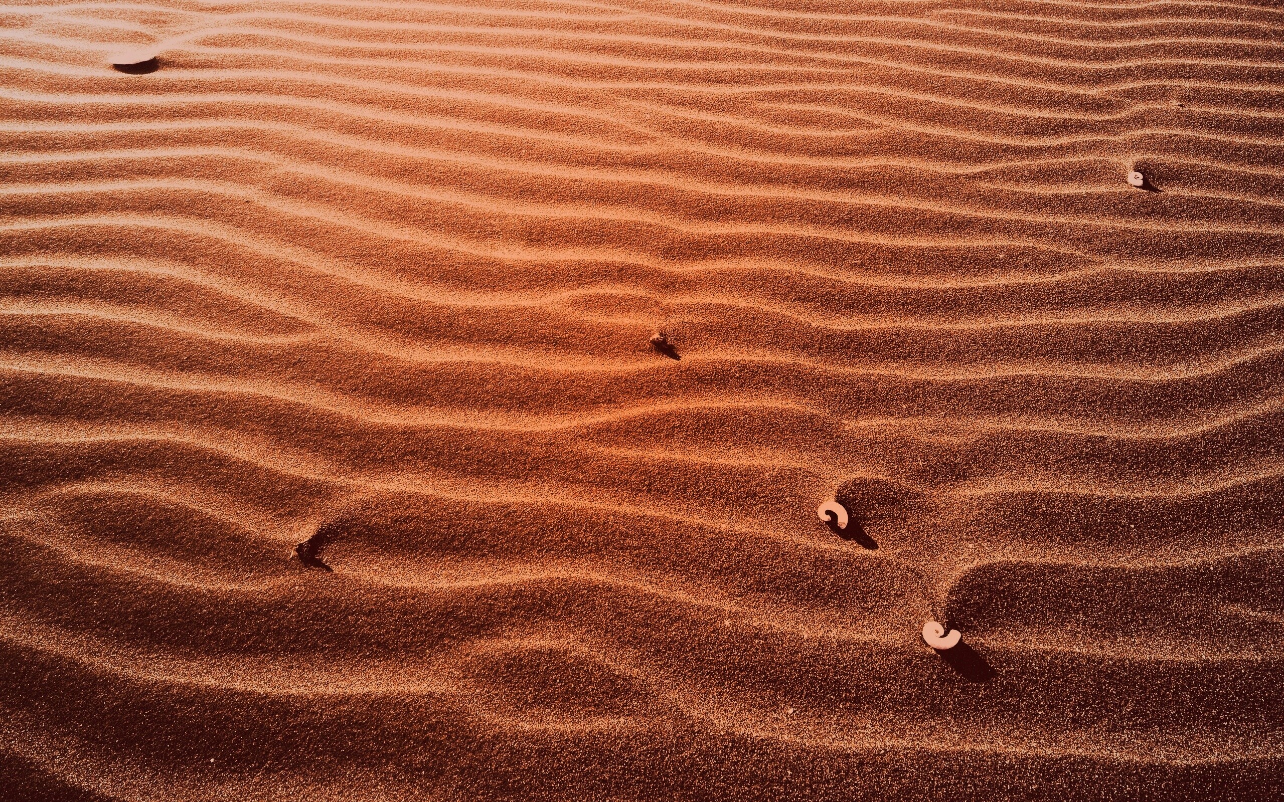 Песок и раковины обои