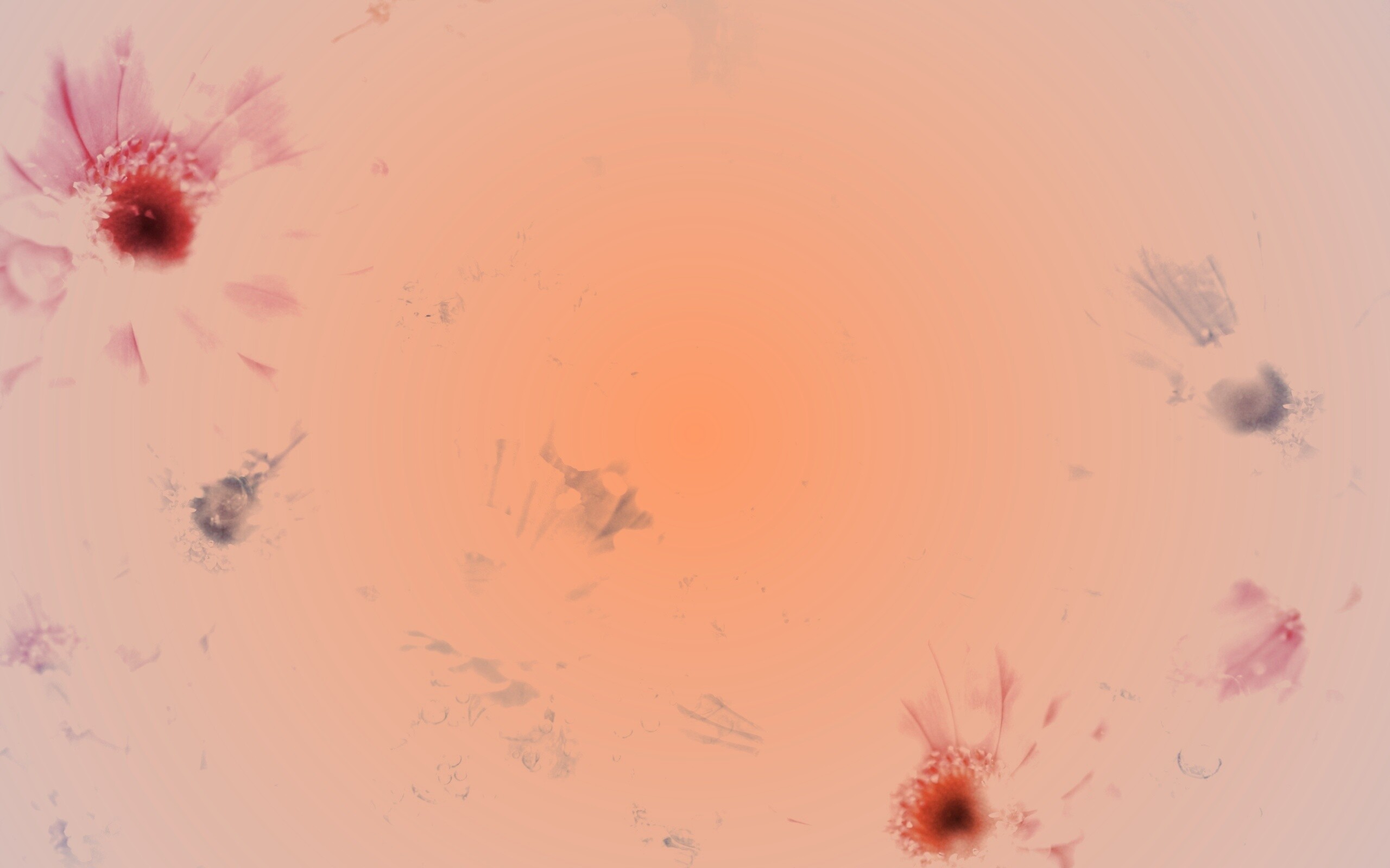 Цветочная эйфория обои