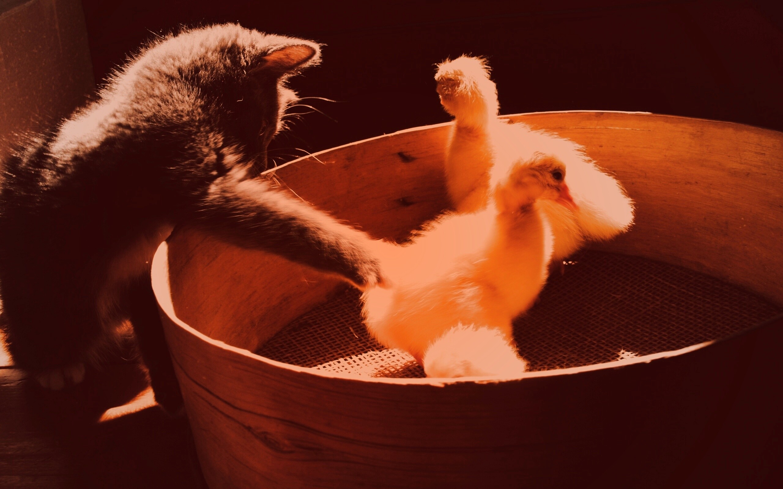 Котенок играет с утятами обои