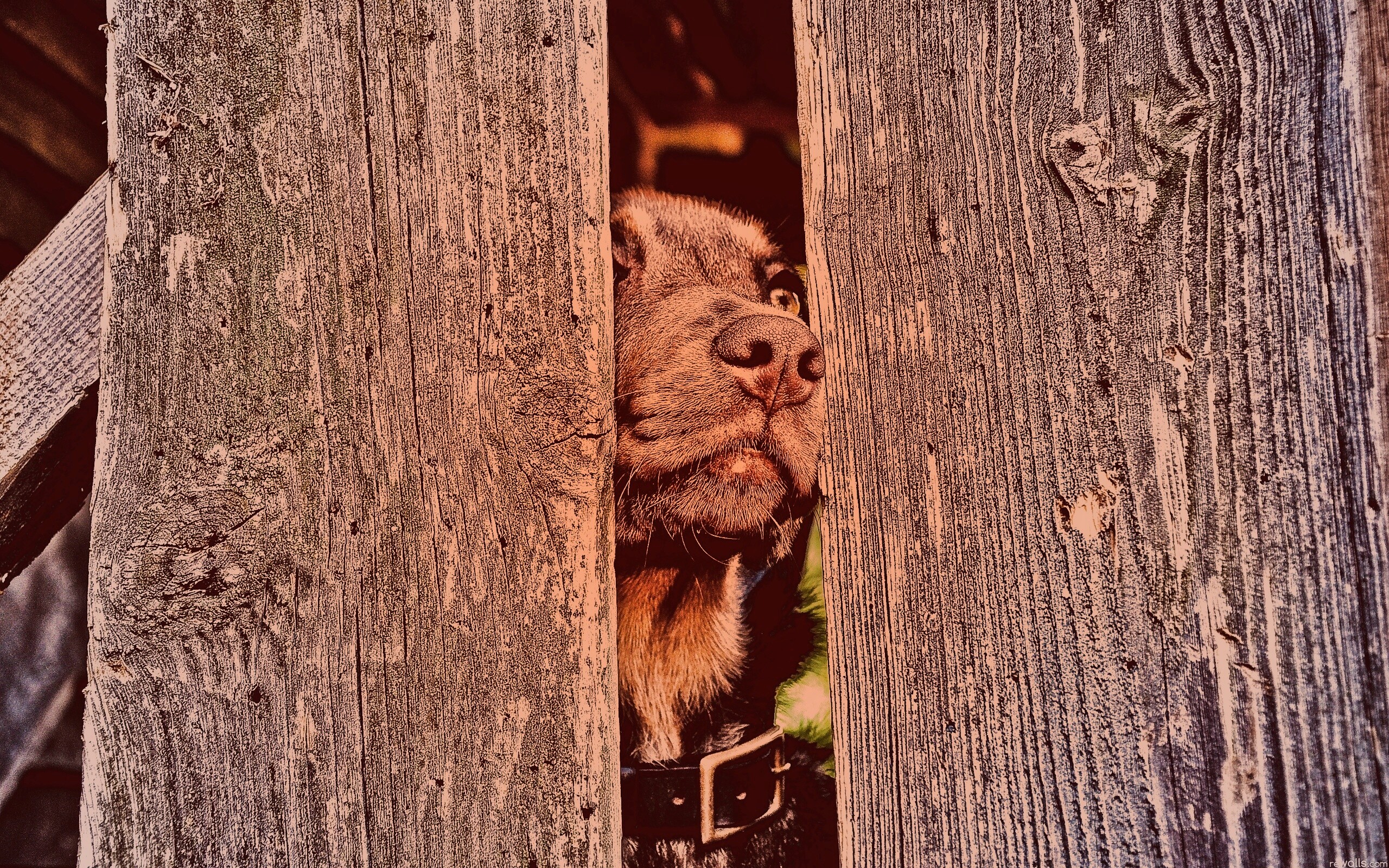 Собака выглядывает из-за забора обои