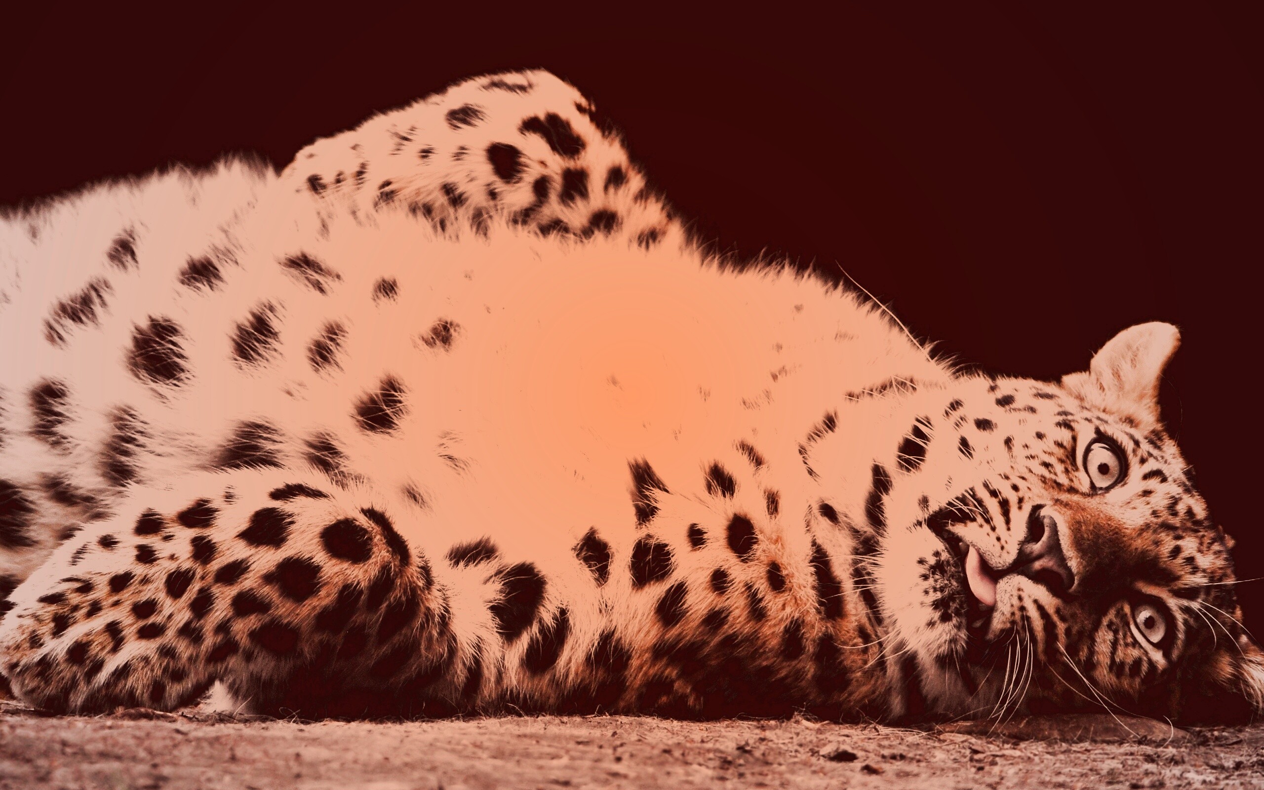 Большая пятнистая кошечка обои