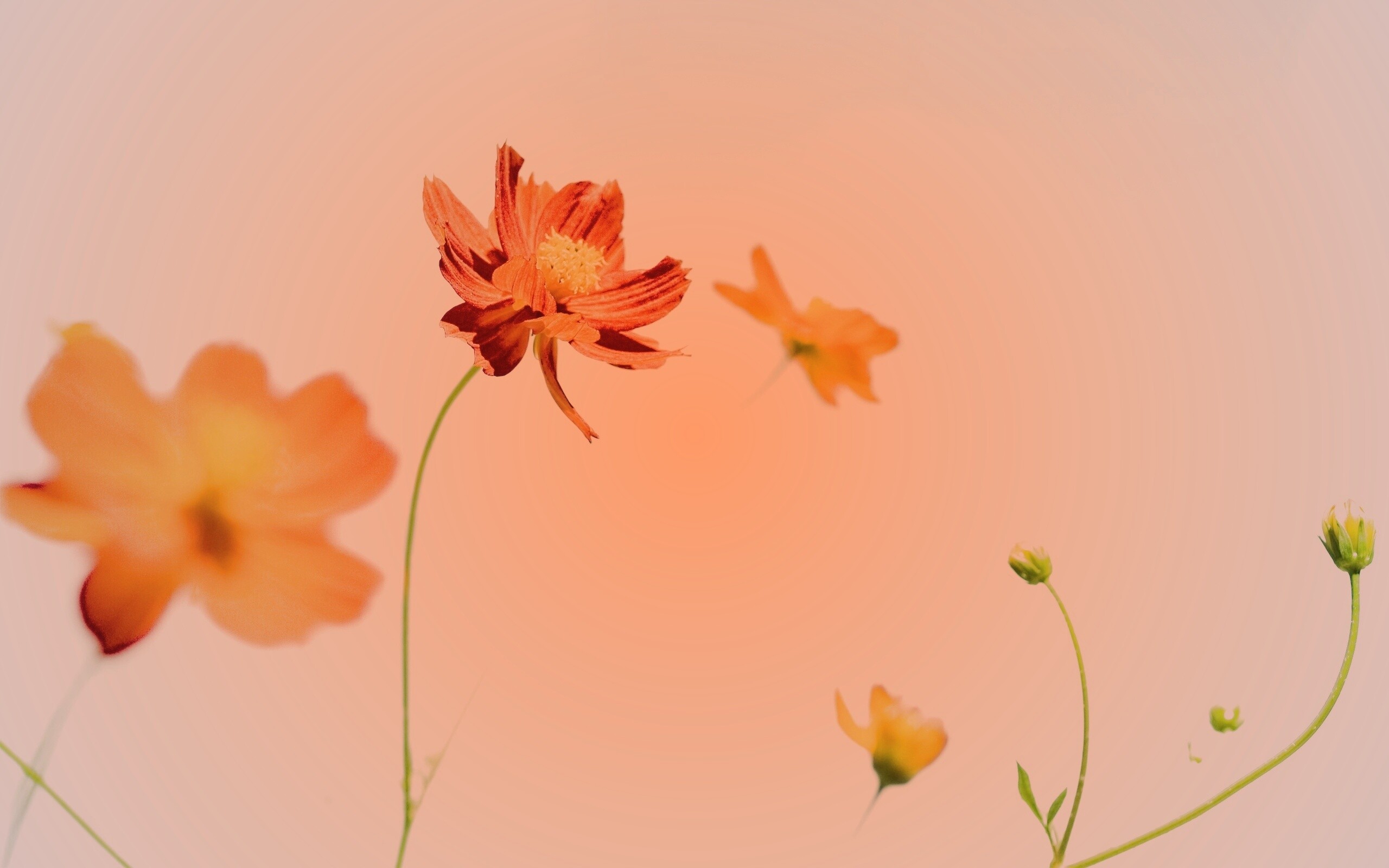 Летние цветы на фоне неба обои