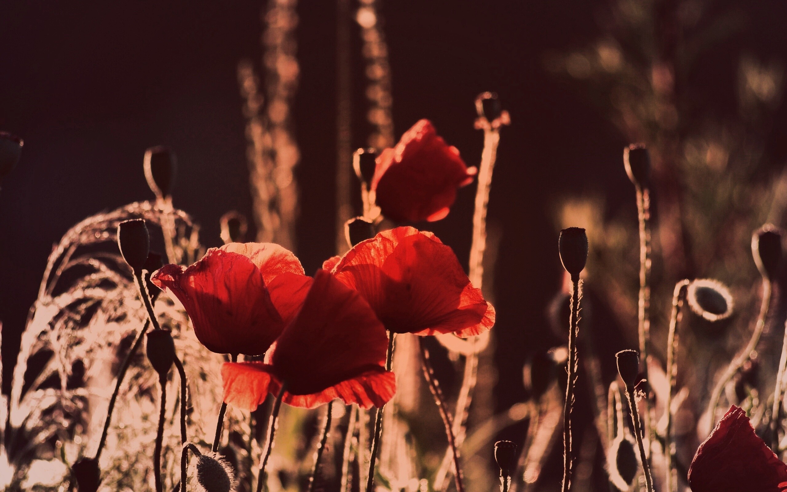 Макро фото мака обои