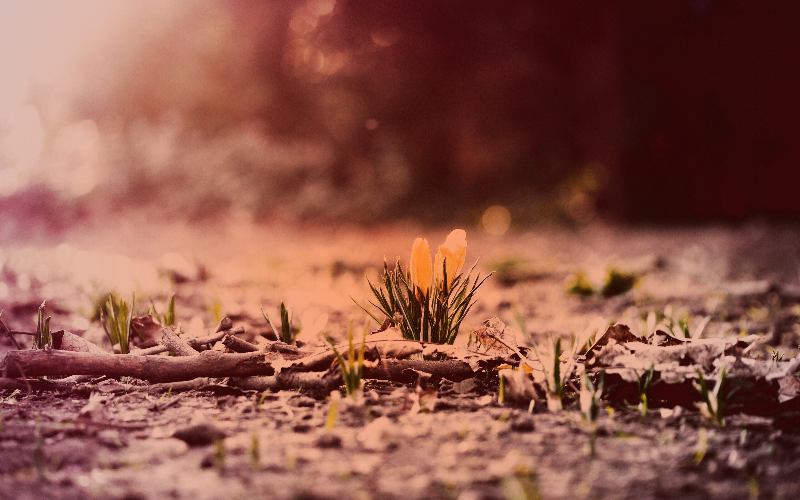 Весенняя трава и цветы обои