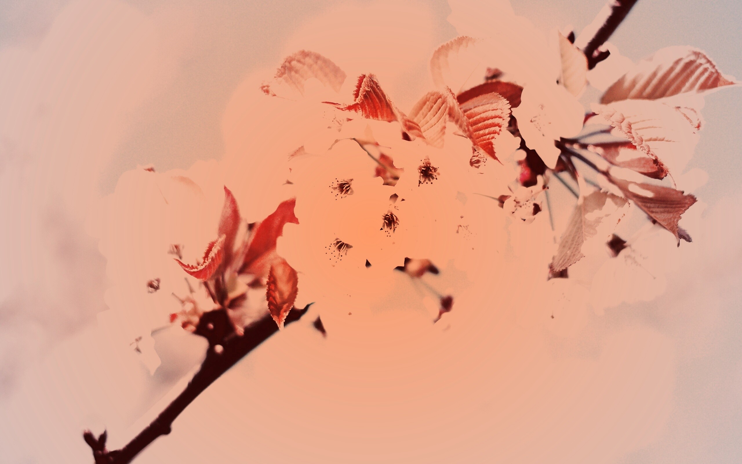 Белые цветы вишни обои