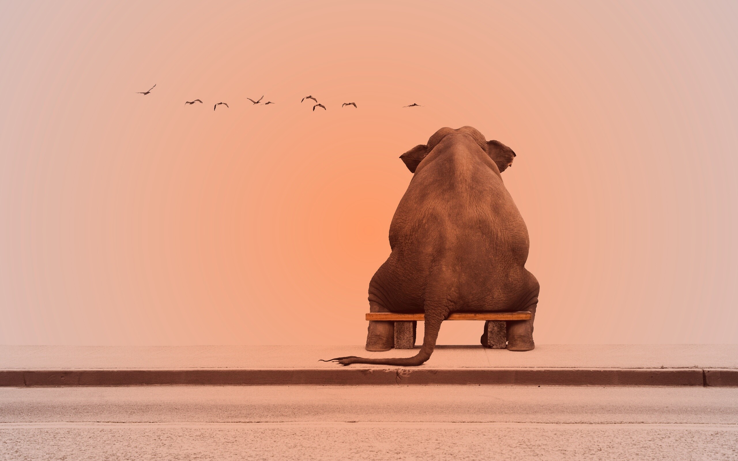 Слон на табуретке обои