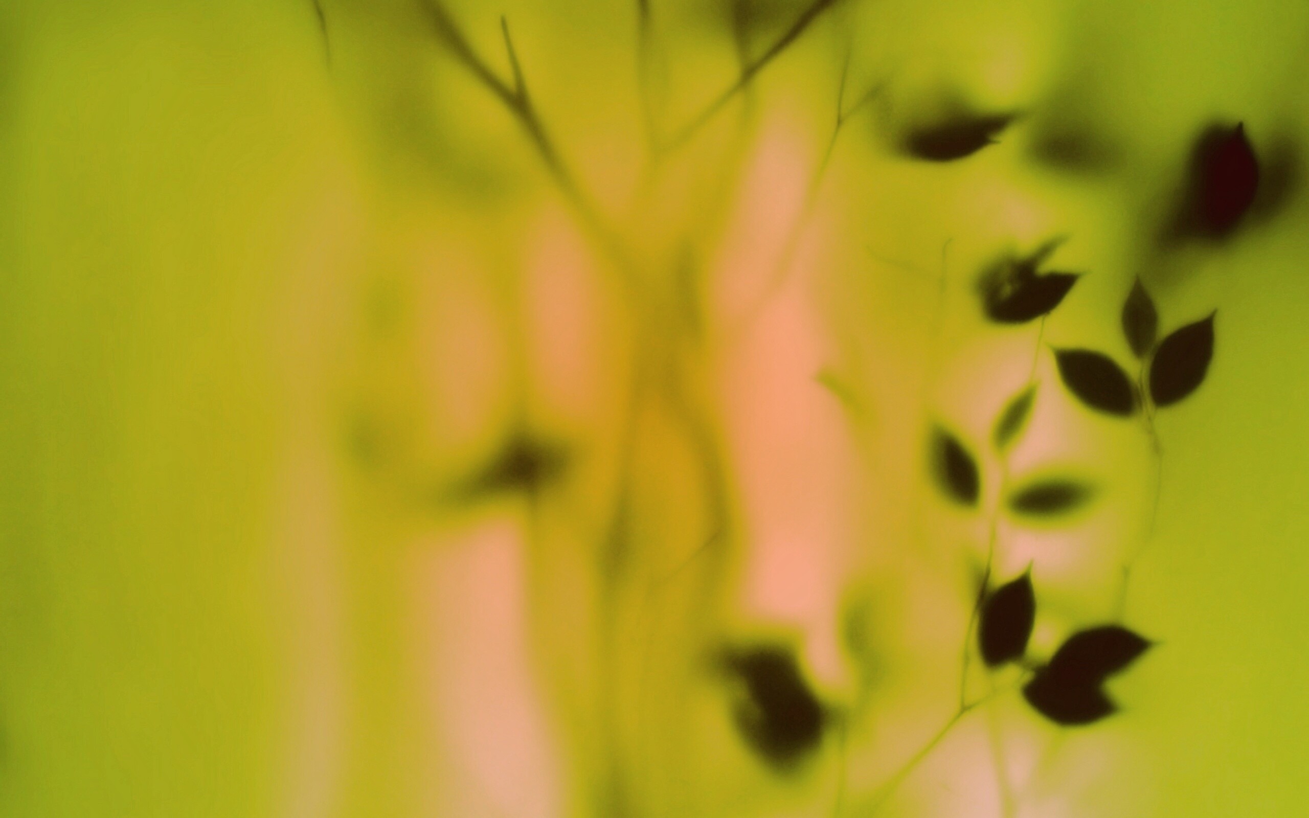 Зелень за стеклом обои