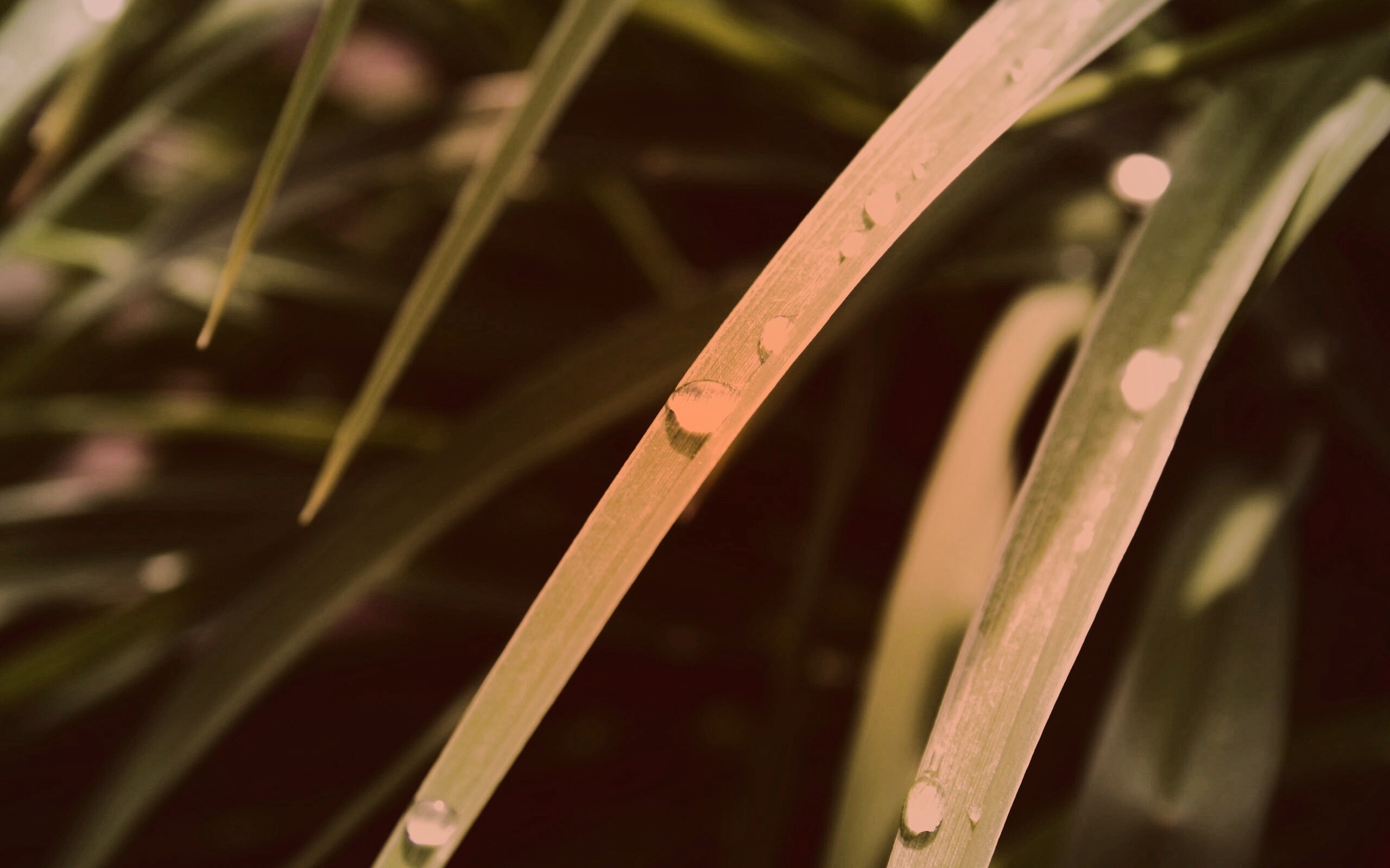 Капли росы на траве обои