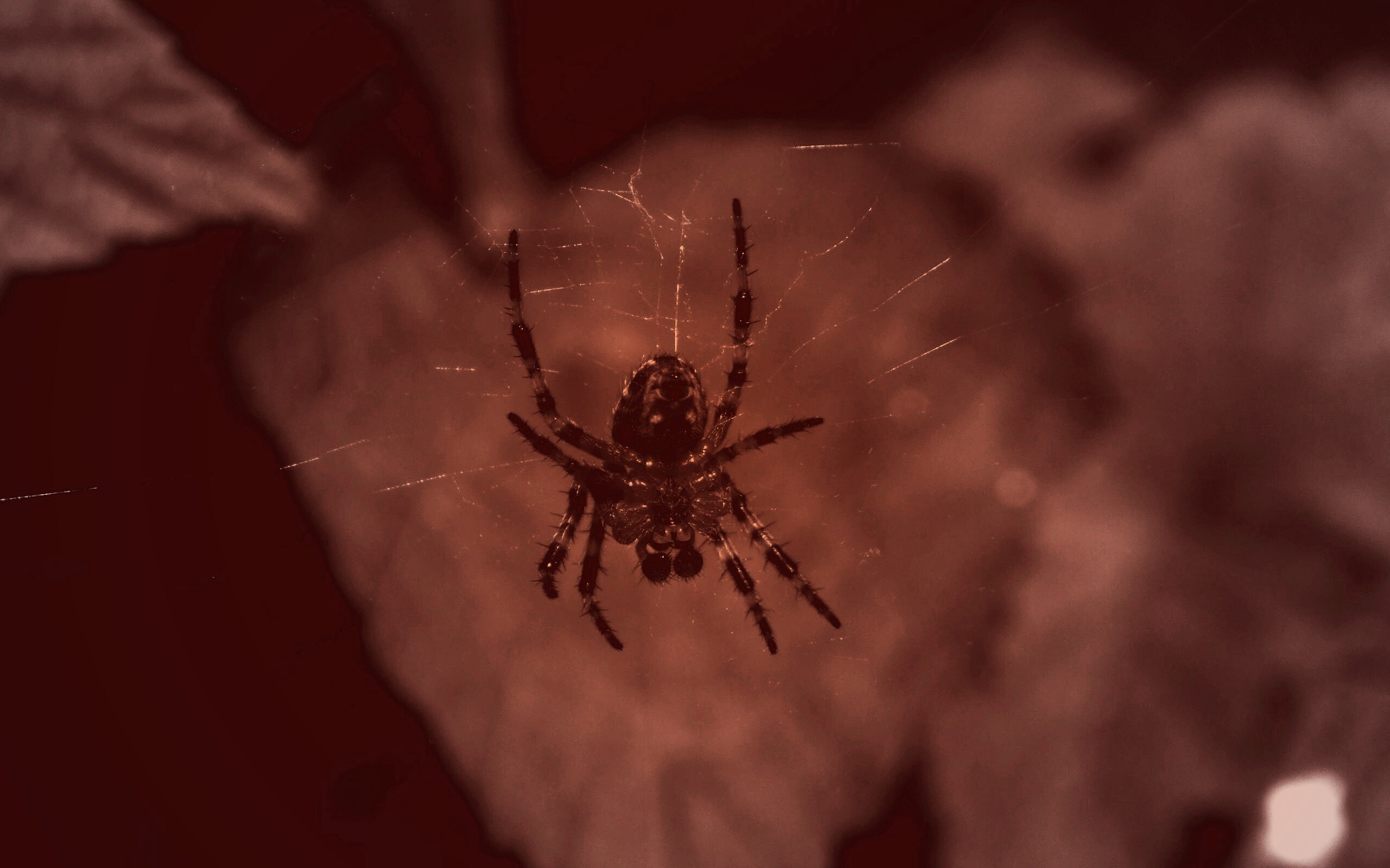 Паук на паутине обои