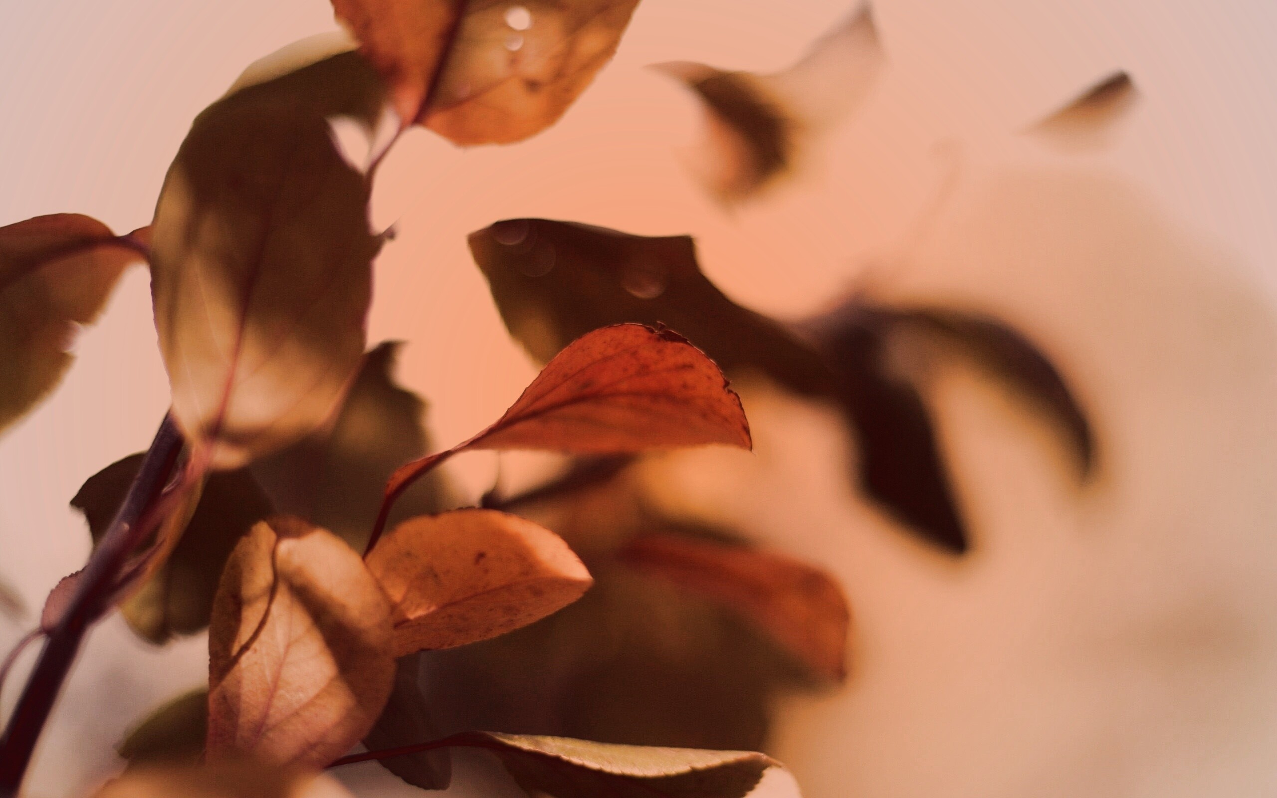 Увядающие листья обои