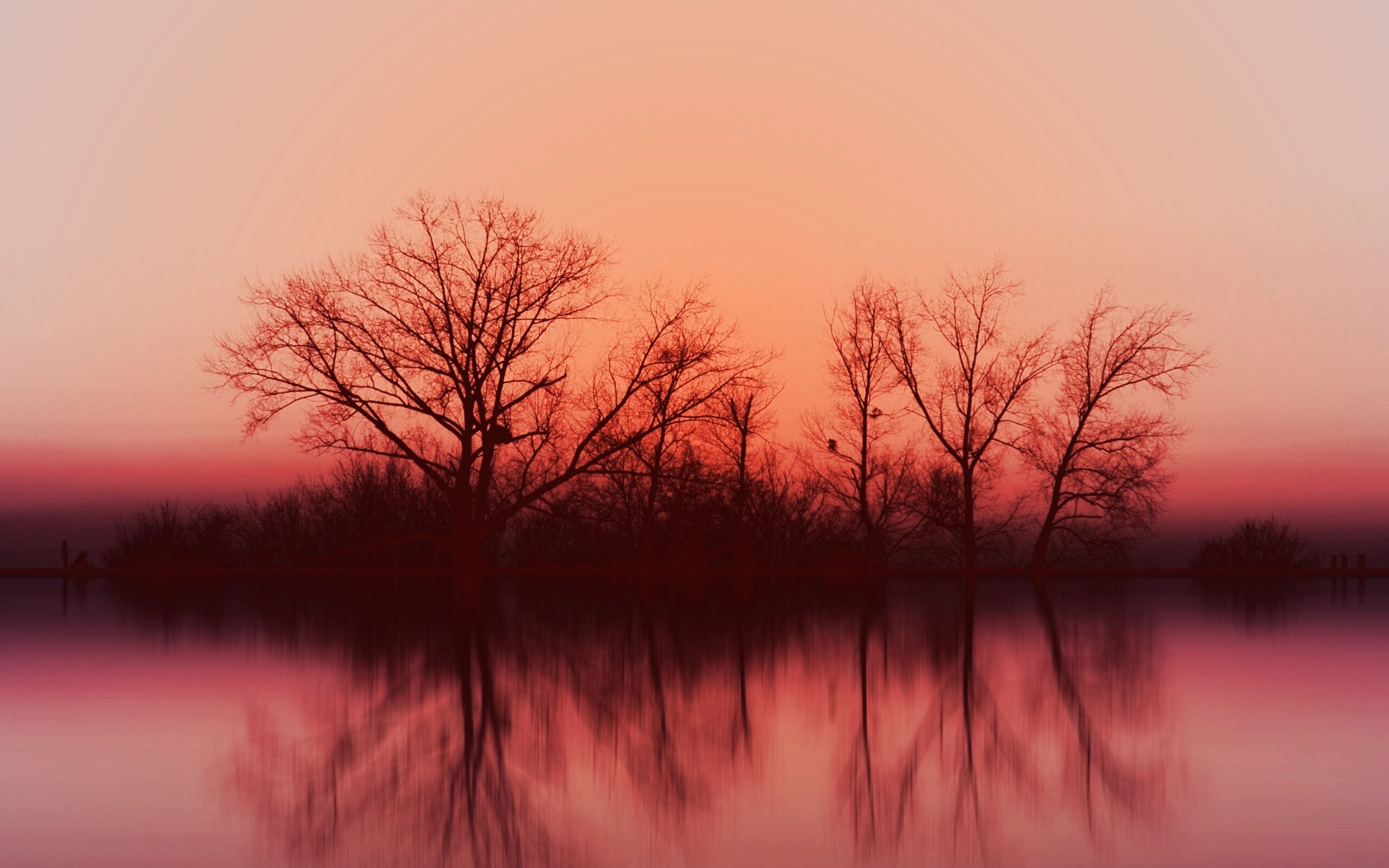 Деревья при закате обои