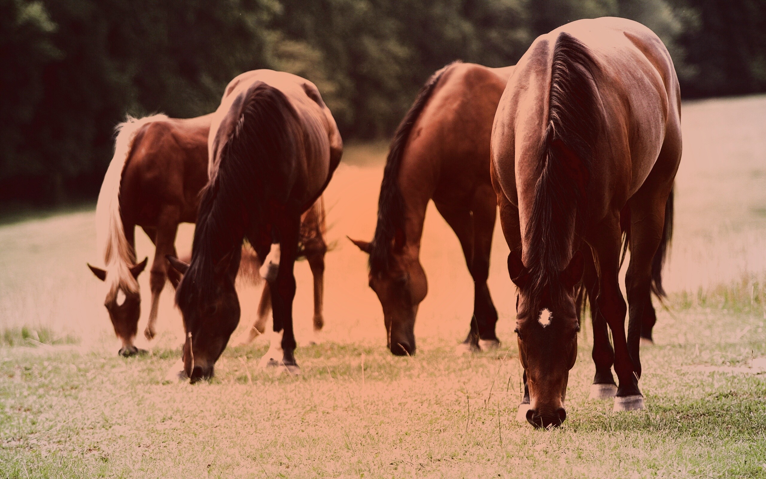 Время пощипать травку обои