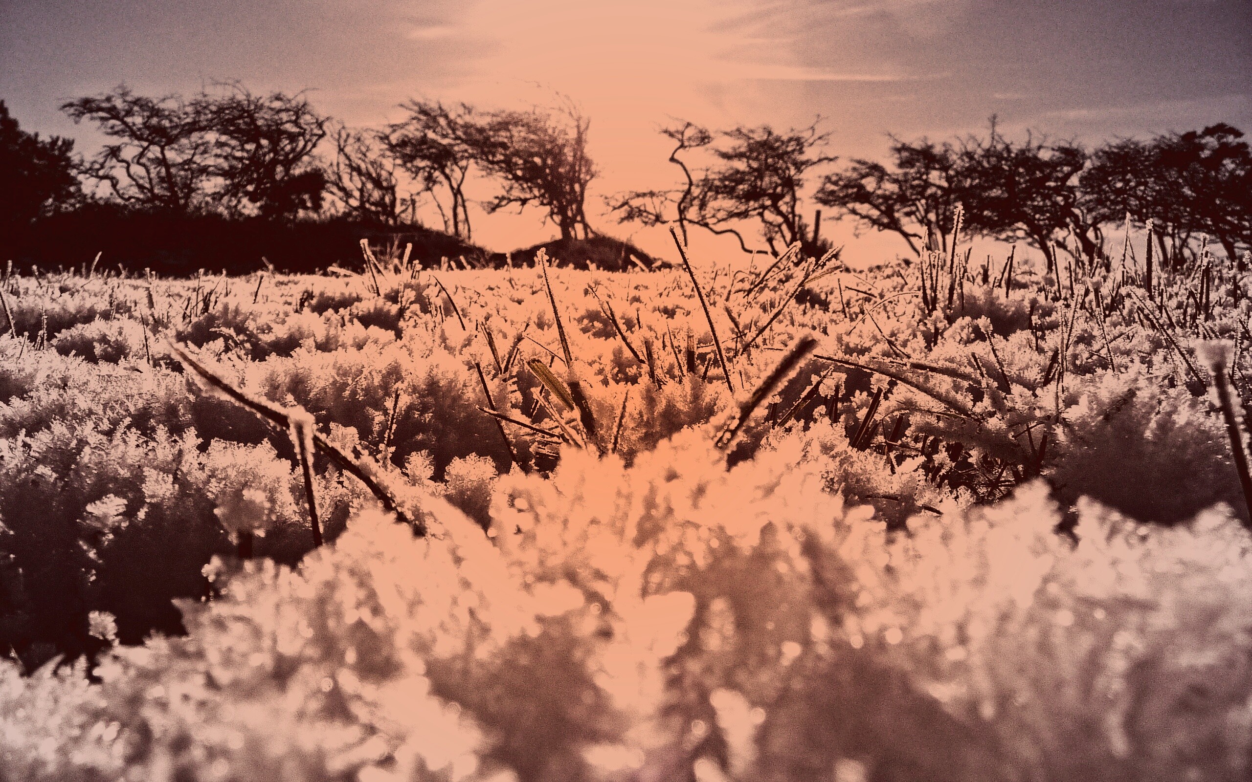 Утренний мороз обои