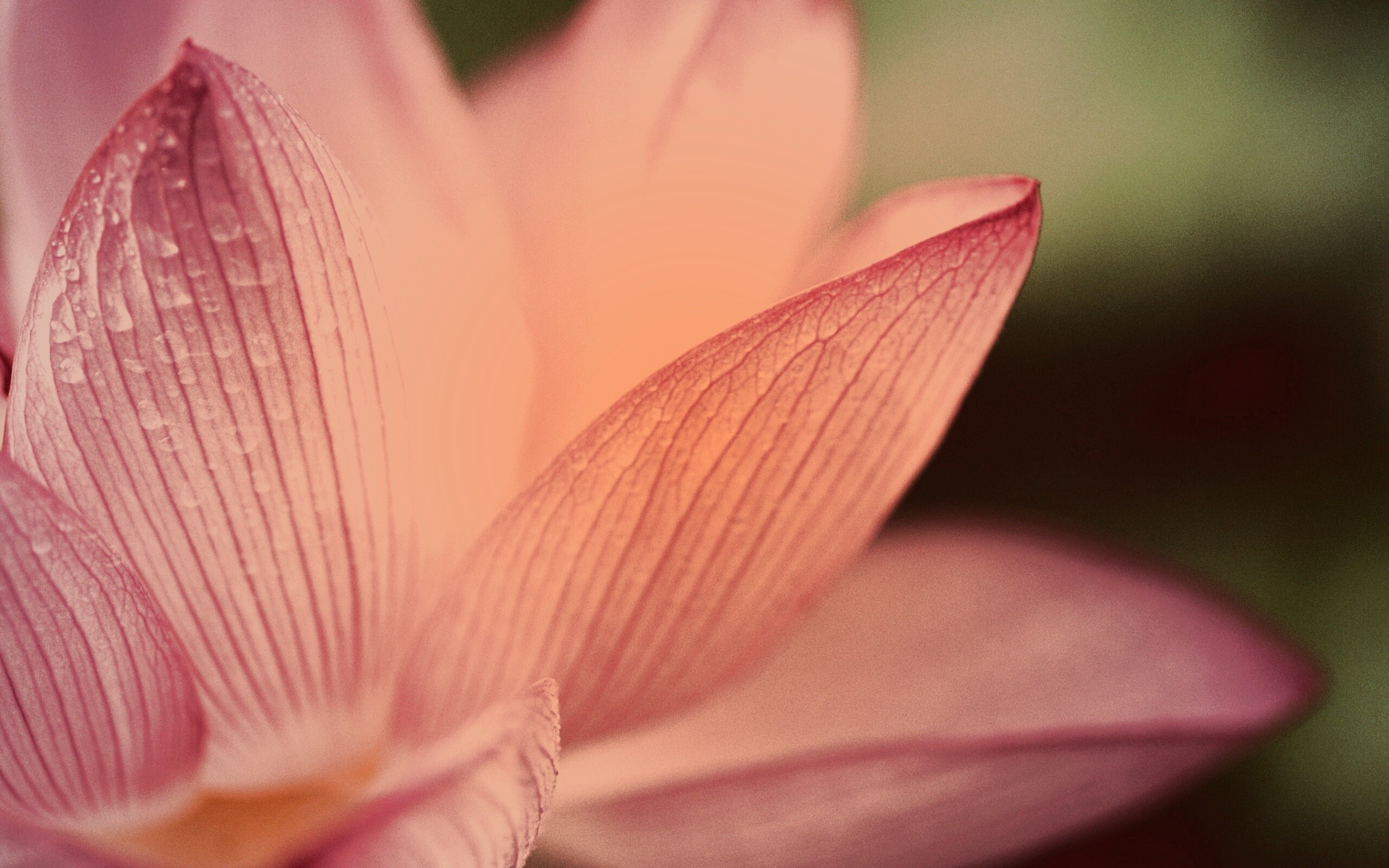 Лепестки цветов обои