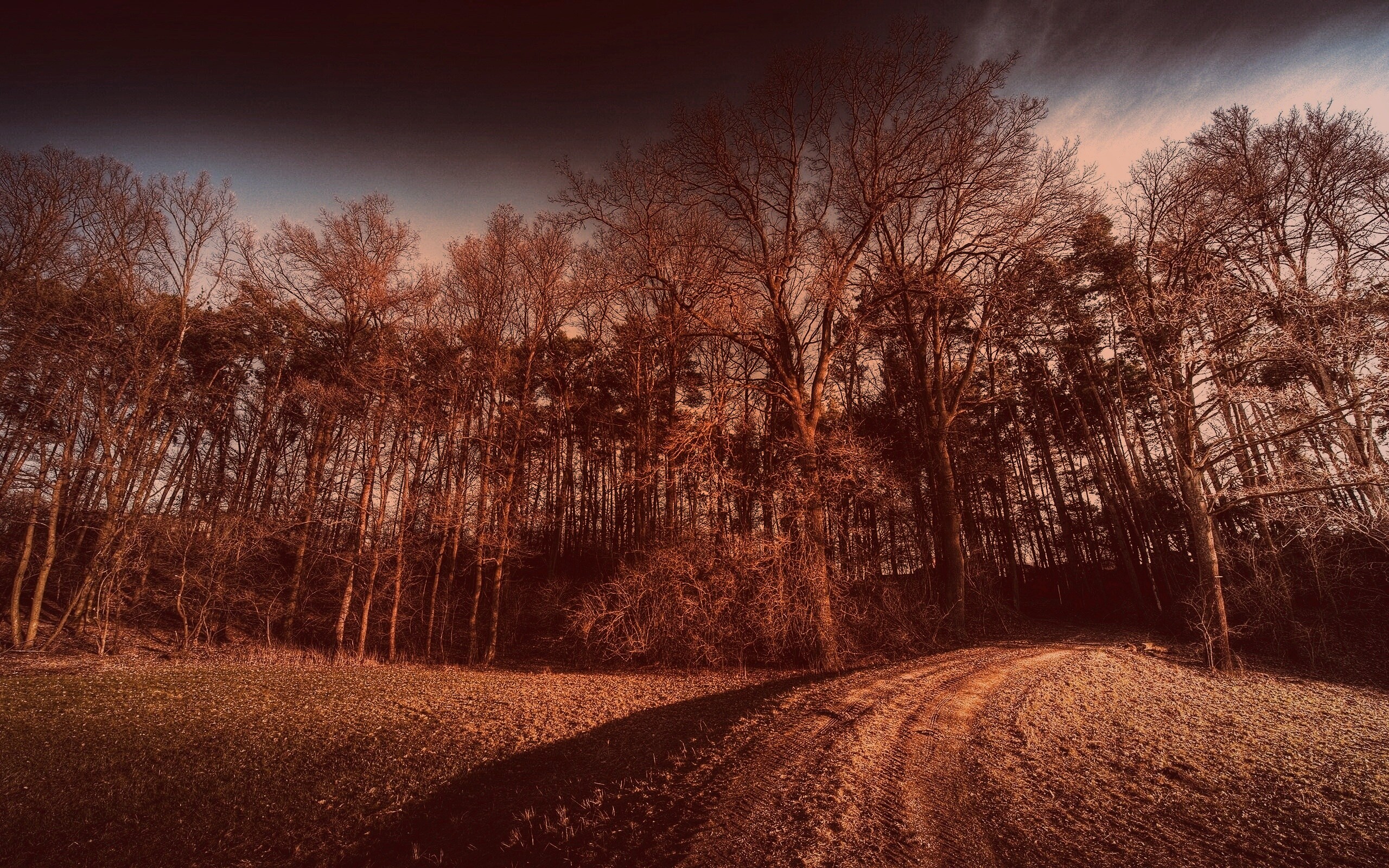 Дорога в лес обои