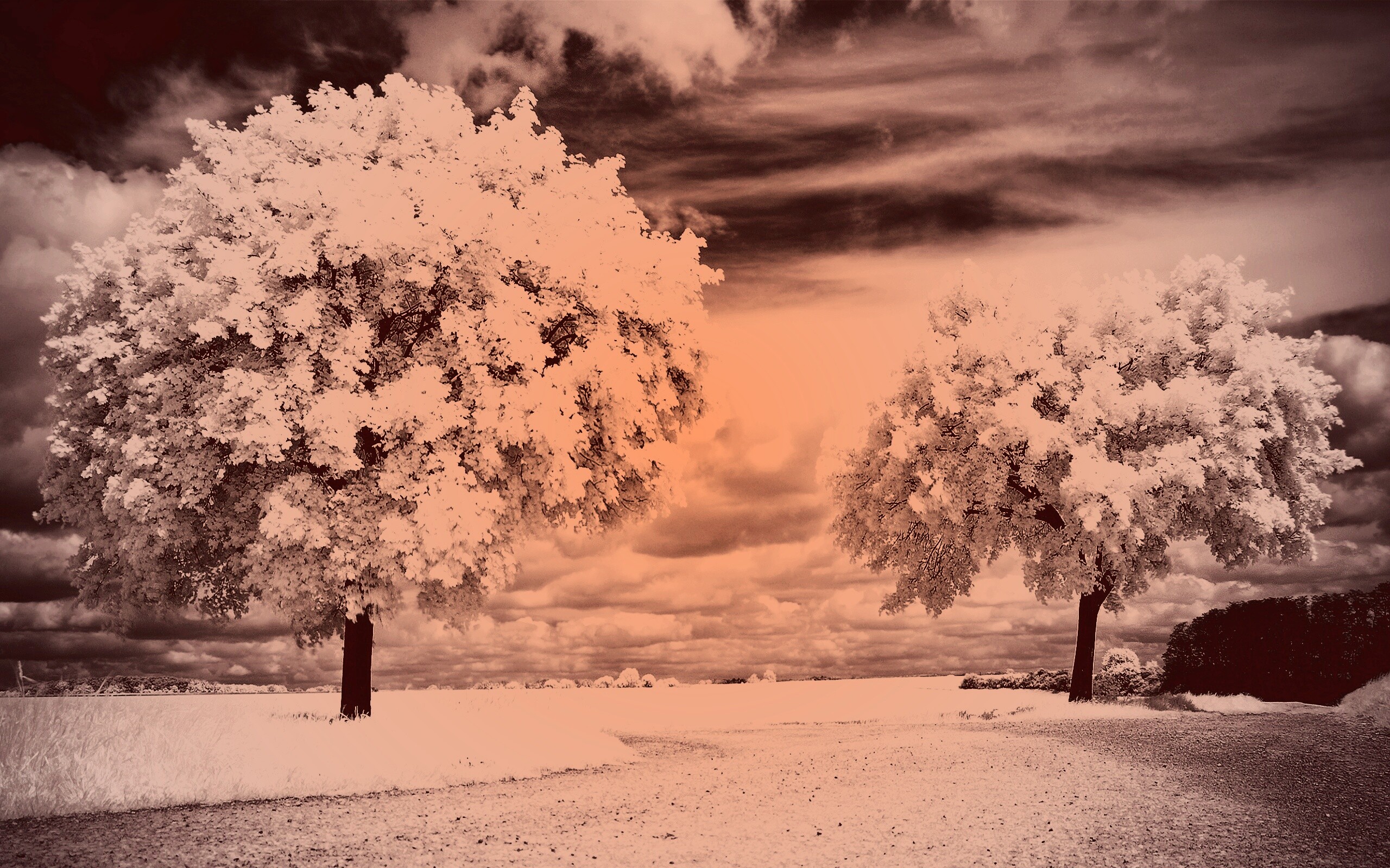 Деревья в цвету обои