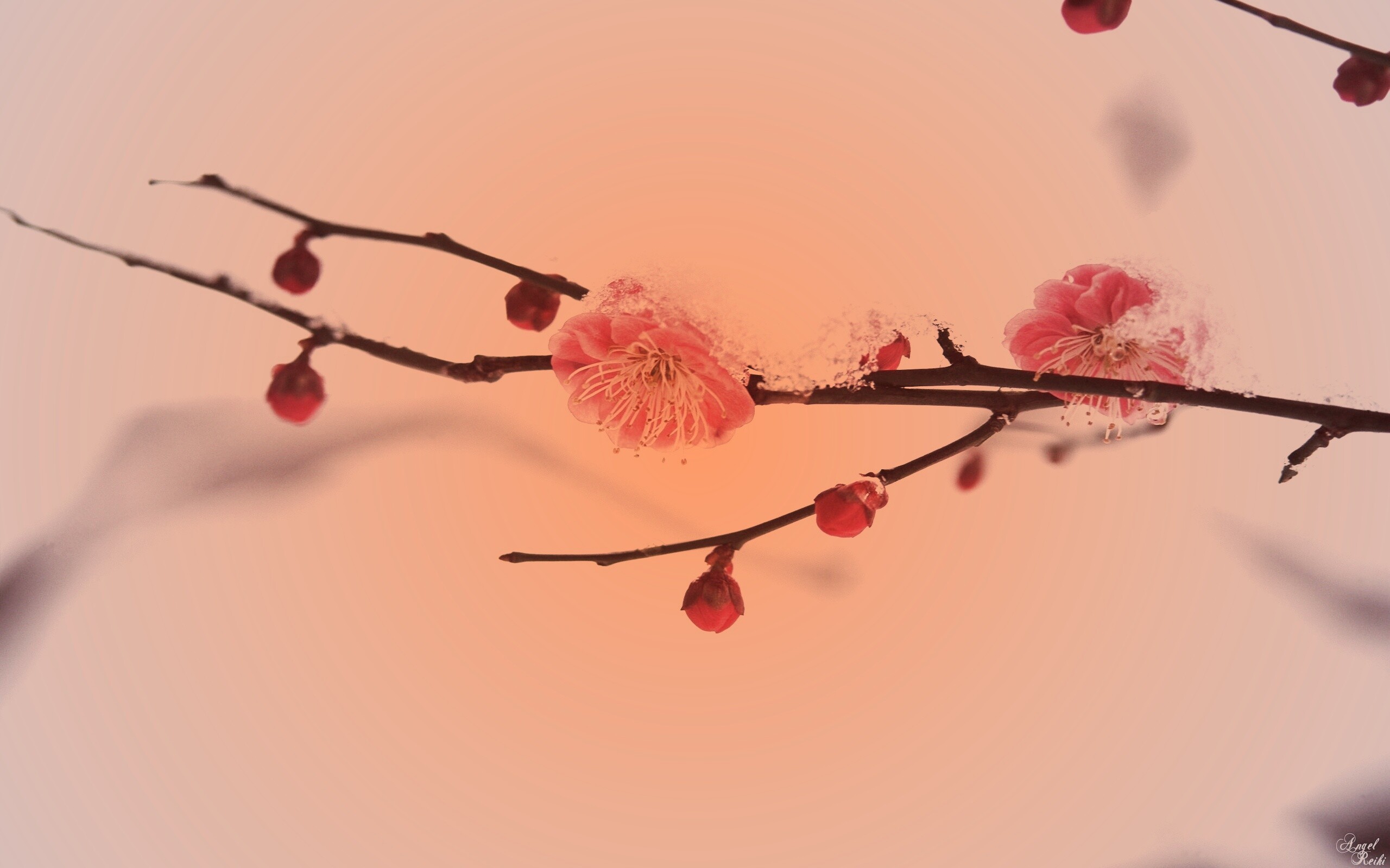 Цветы под снегом обои