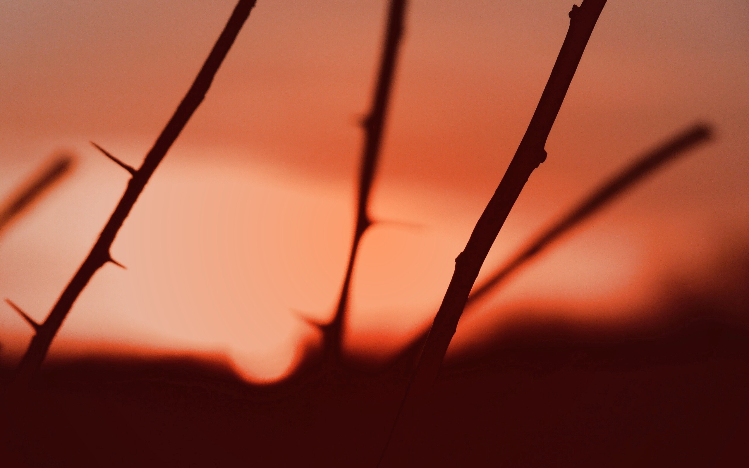 Закат солнца в поле обои