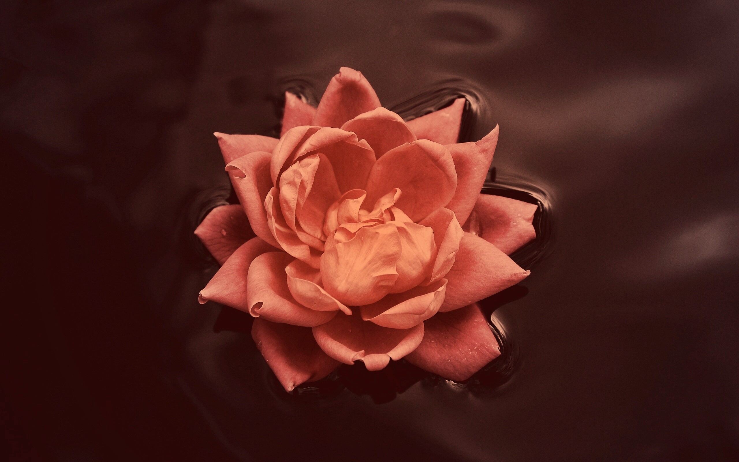 Красивый цветок на воде обои