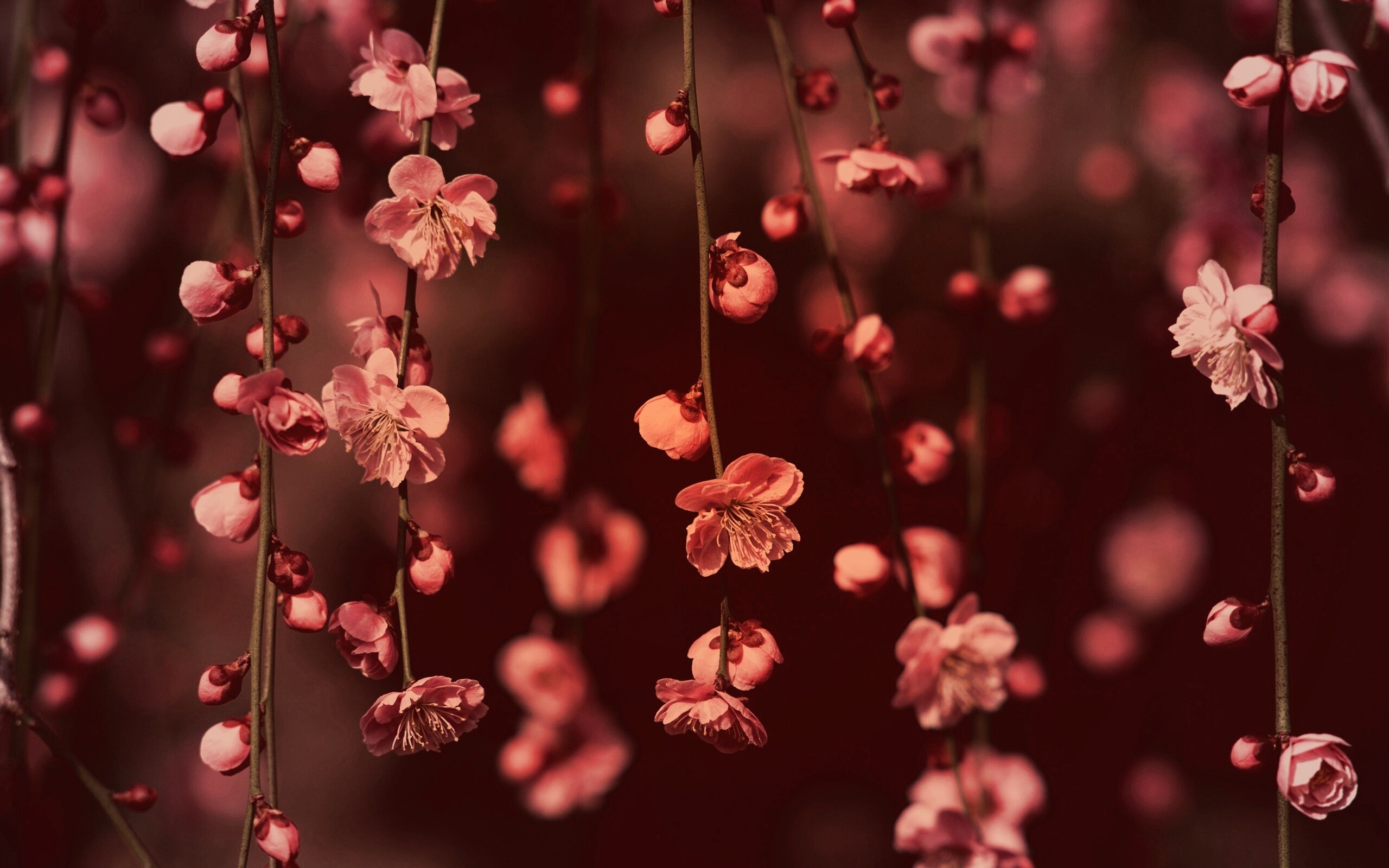 Веточки цветущего дерева обои