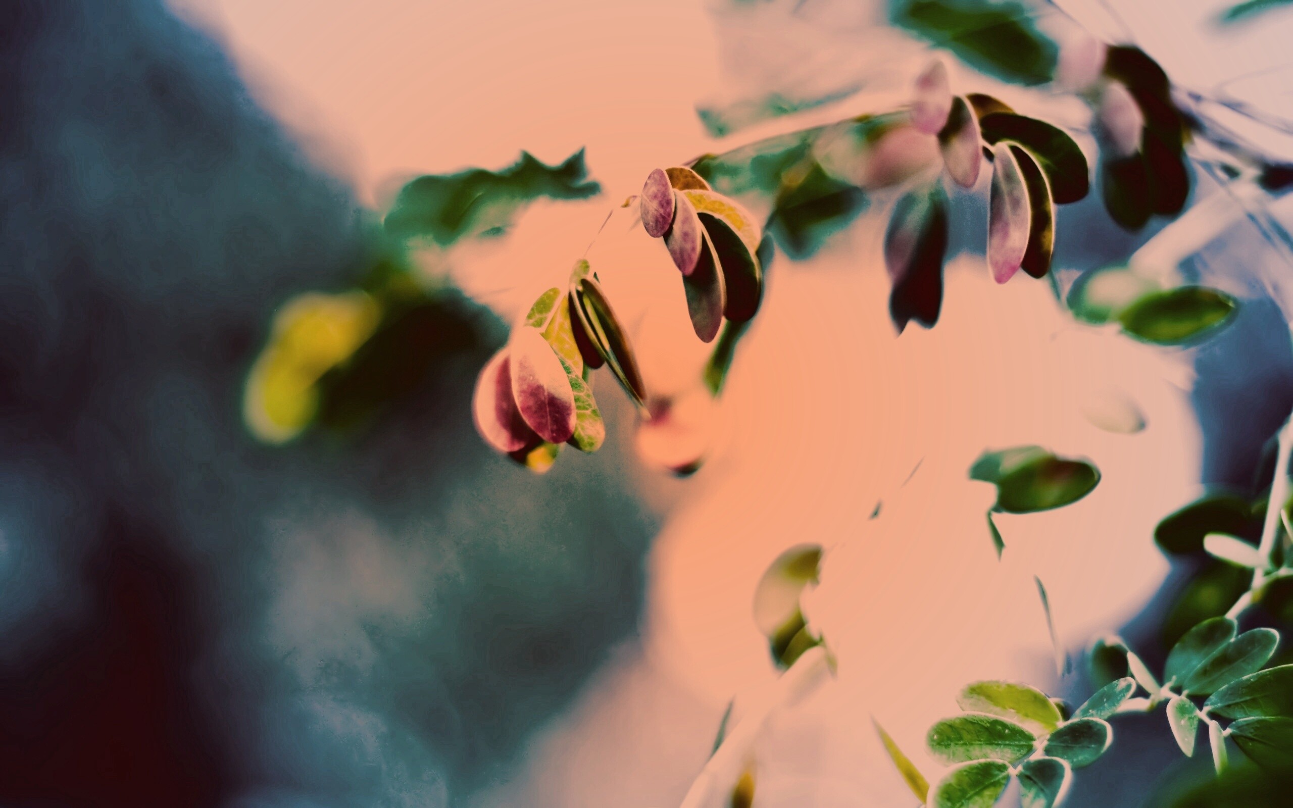 Фиолетовые листья обои