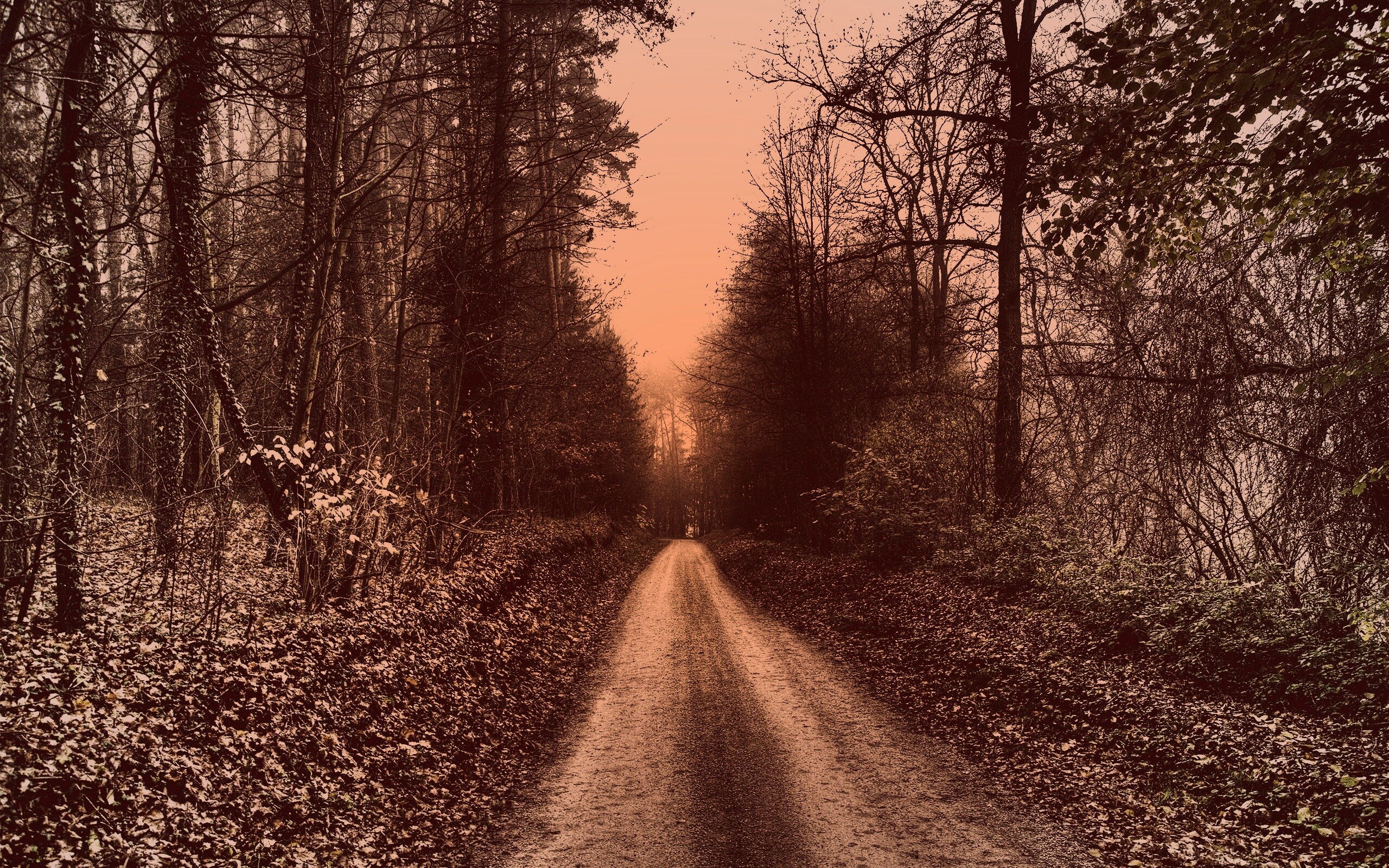 Лесная дорога обои