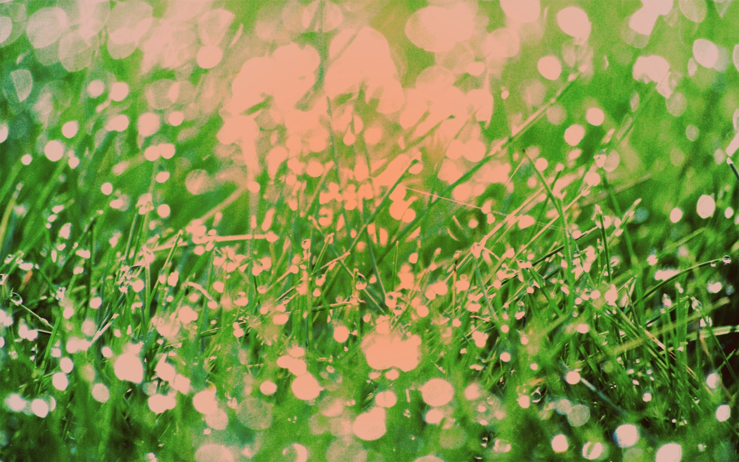 Трава в росе обои