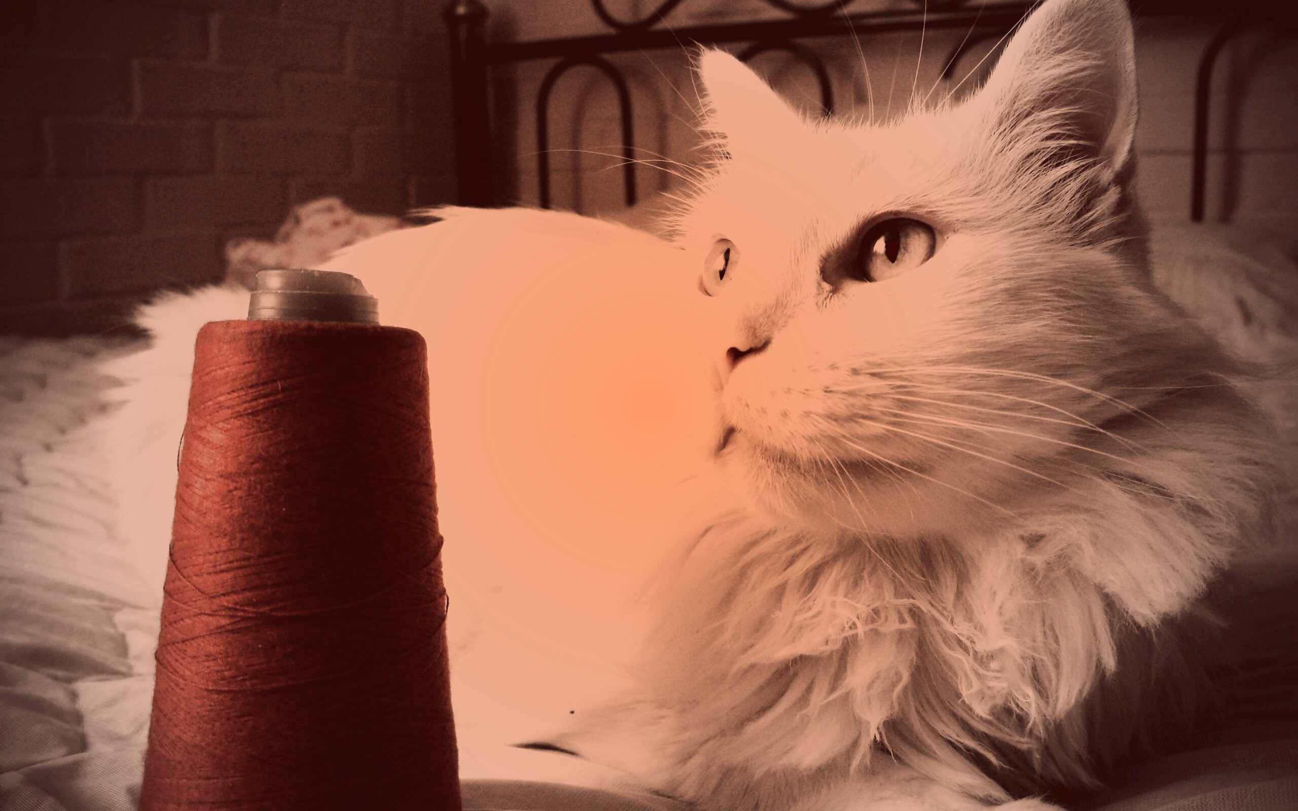 Белый кот с катушкой ниток обои
