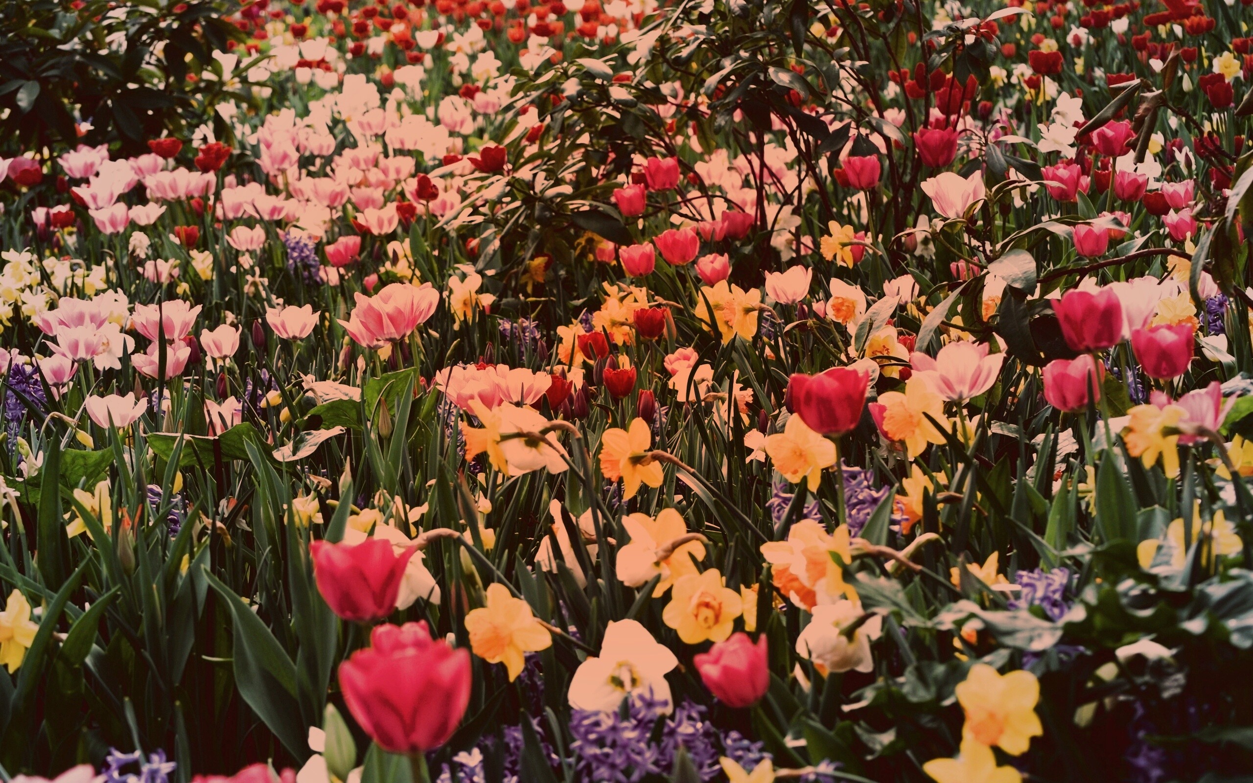 Поляна со множеством цветов обои